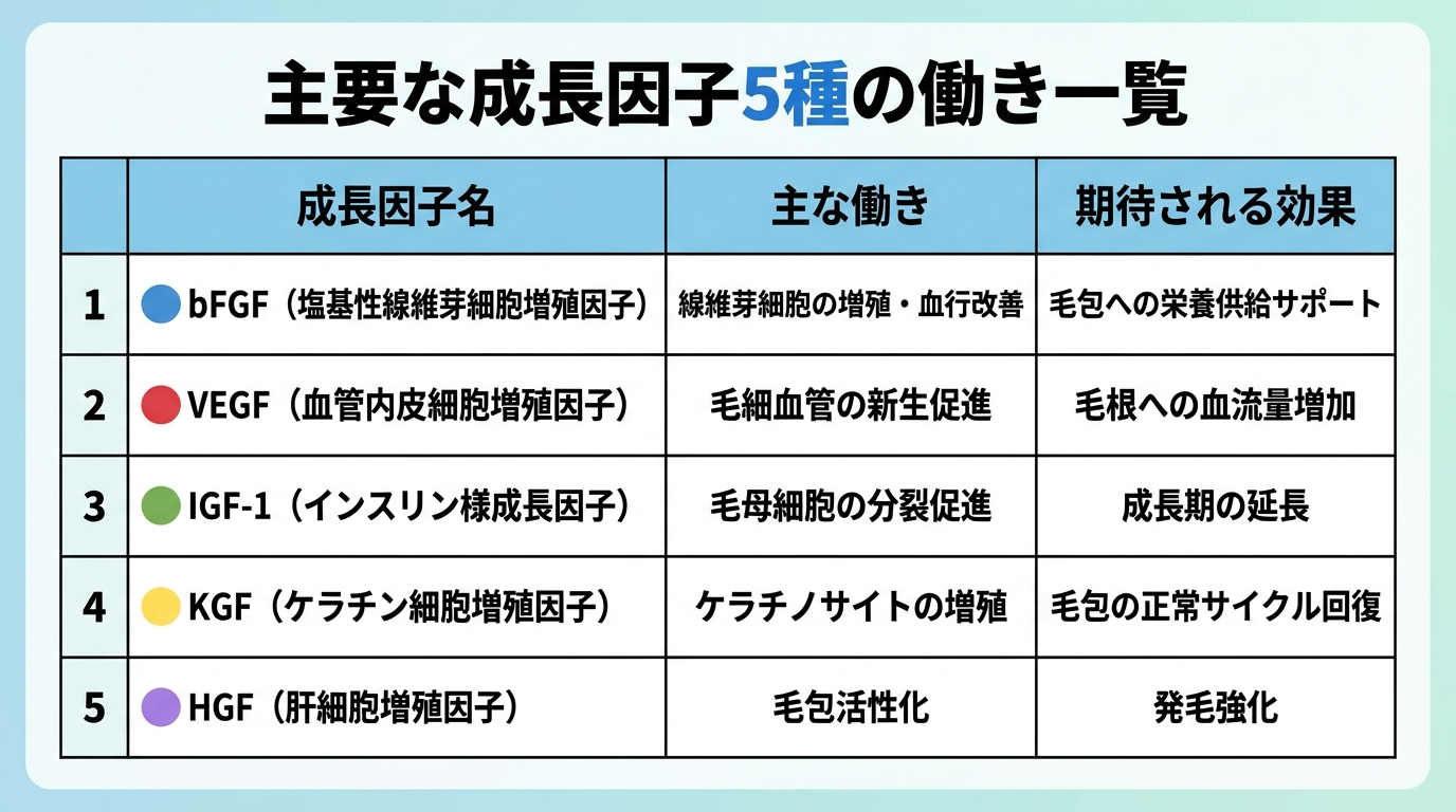 タイトル: 主要な成長因子5種の働き一覧。縦5行の表。ヘッダー行: 成長因子名 | 主な働き | 期待される効果。行1: bFGF(塩基性線維芽細胞増殖因子) | 線維芽細胞の増殖・血行改善 | 毛包への栄養供給サポート。行2: VEGF(血管内皮細胞増殖因子) | 毛細血管の新生促進 | 毛根への血流量増加。行3: IGF-1(インスリン様成長因子) | 毛母細胞の分裂促進 | 成長期の延長。行4: KGF(ケラチン細胞増殖因子) | ケラチノサイトの増殖 | 毛包の正常サイクル回復。行5: HGF(肝細胞増殖因子) | 毛包活性化 | 発毛強化