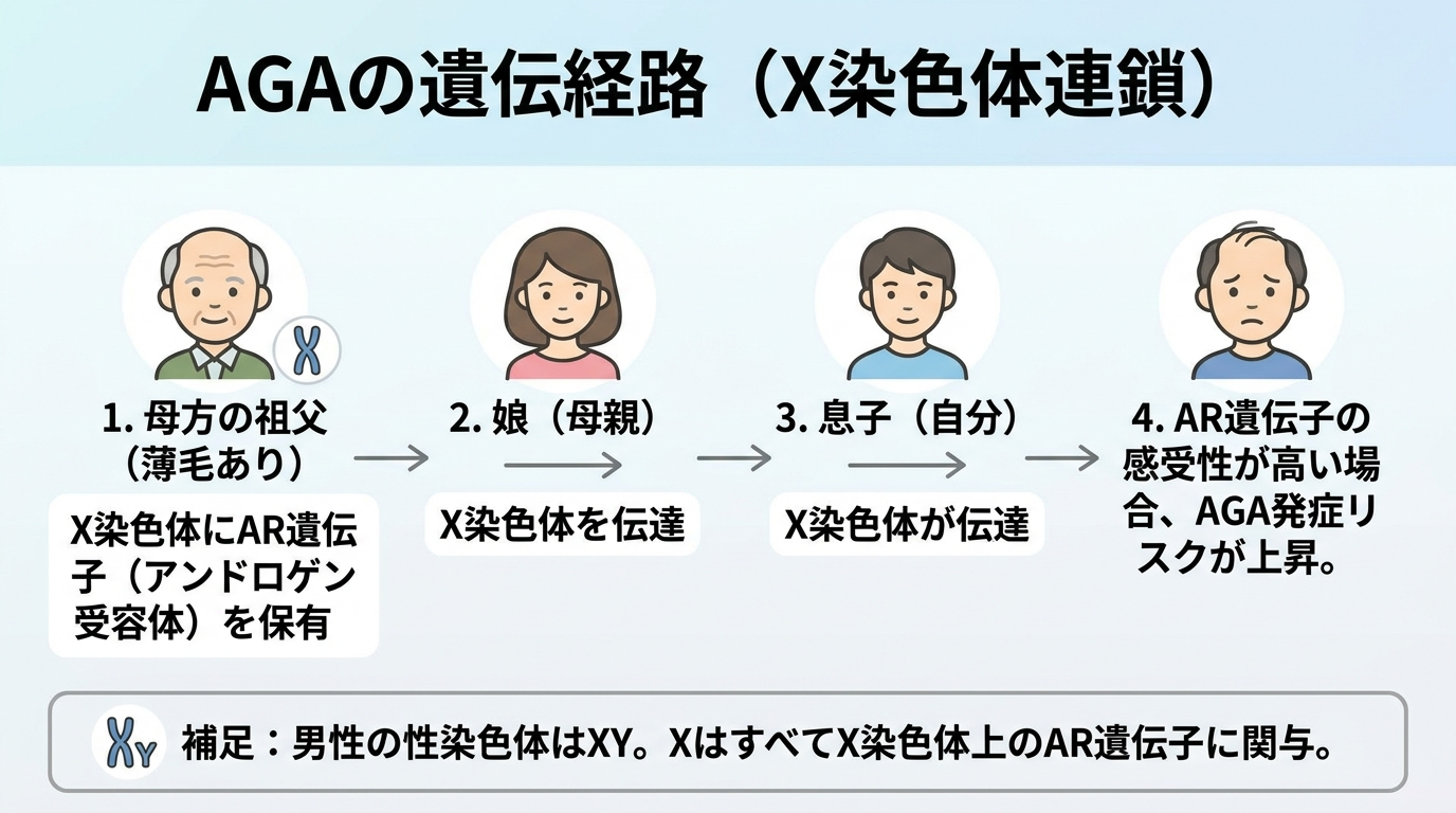 タイトル: AGAの遺伝経路(X染色体連鎖)。フロー図: 母方の祖父(薄毛あり)→ X染色体にAR遺伝子(アンドロゲン受容体)を保有 → 娘(母親)へX染色体を伝達 → 息子(自分)へX染色体が伝達 → AR遺伝子の感受性が高い場合、AGA発症リスクが上昇。補足テキスト: 男性の性染色体はXY。XはすべてX染色体上のAR遺伝子に関与