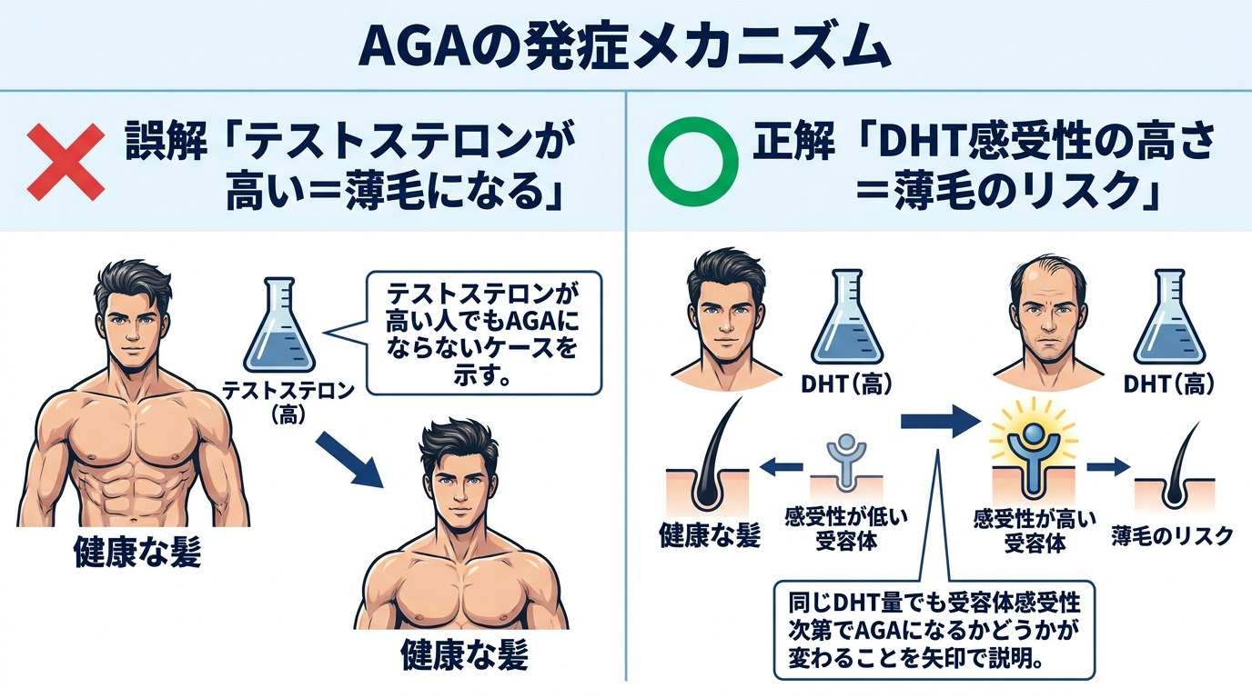 タイトル: AGAの発症メカニズム。横並び2パネルの図解。左パネル（×マーク付き）: 誤解「テストステロンが高い＝薄毛になる」、テストステロンが高い人でもAGAにならないケースを示す。右パネル（○マーク付き）: 正解「DHT感受性の高さ＝薄毛のリスク」、同じDHT量でも受容体感受性次第でAGAになるかどうかが変わることを矢印で説明