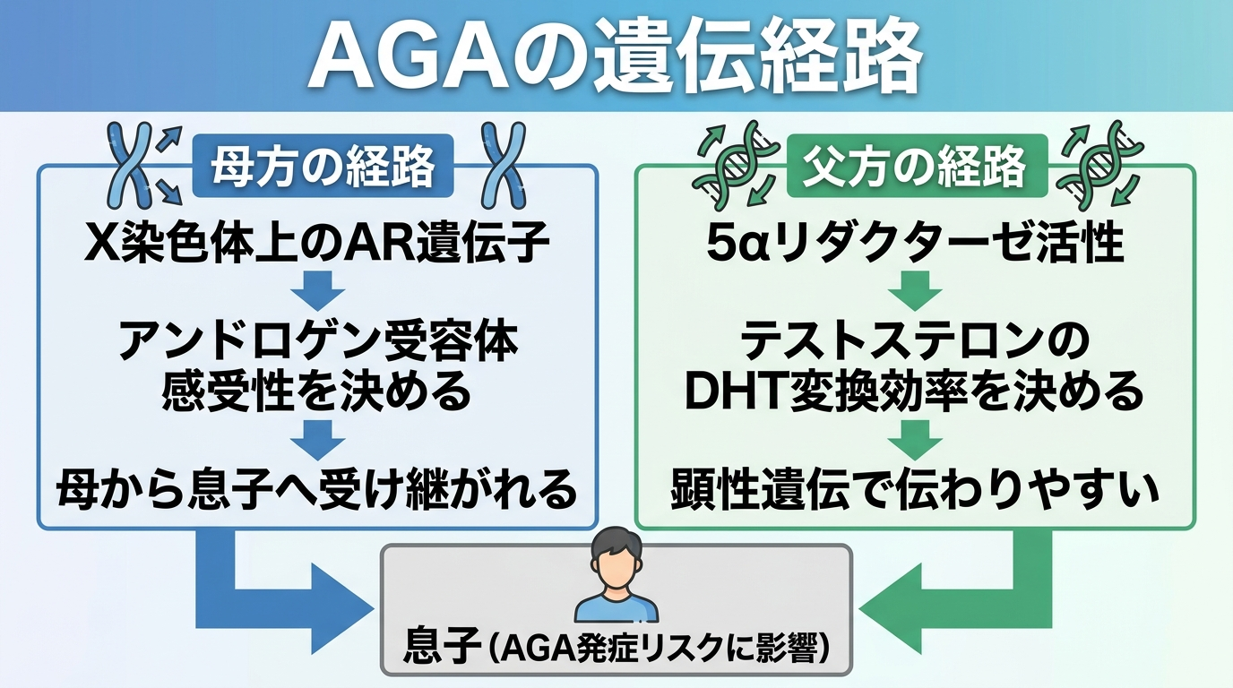 タイトル: AGAの遺伝経路。家系図形式の図解。左側: 母方の経路「X染色体上のAR遺伝子→アンドロゲン受容体感受性を決める→母から息子へ受け継がれる」をX染色体のアイコンと矢印で表示。右側: 父方の経路「5αリダクターゼ活性→テストステロンのDHT変換効率を決める→顕性遺伝で伝わりやすい」をDNA螺旋アイコンと矢印で表示。中央下: 息子（AGA発症リスクに影響）