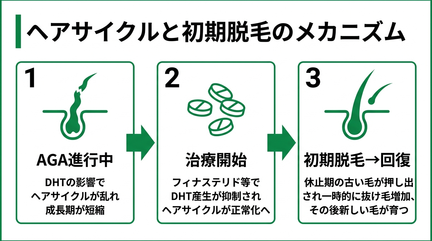 タイトル: ヘアサイクルと初期脱毛のメカニズム。横並び3ステップ図: ステップ1(左)アイコン: 乱れた毛根、ラベル: AGA進行中、説明: DHTの影響でヘアサイクルが乱れ成長期が短縮。ステップ2(中央)アイコン: 薬の錠剤、ラベル: 治療開始、説明: フィナステリド等でDHT産生が抑制されヘアサイクルが正常化へ。ステップ3(右)アイコン: 新しい芽が出る毛根、ラベル: 初期脱毛→回復、説明: 休止期の古い毛が押し出され一時的に抜け毛が増加、その後新しい毛が育つ。背景は白、アクセントカラーは緑。