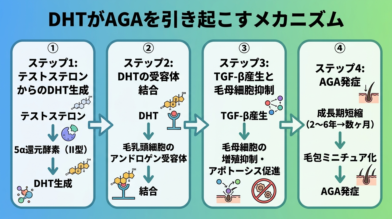 タイトル: DHTがAGAを引き起こすメカニズム(フロー図)。ステップ1: テストステロン → 5α還元酵素(Ⅱ型)→ DHT生成。ステップ2: DHT → 毛乳頭細胞のアンドロゲン受容体に結合。ステップ3: TGF-β産生 → 毛母細胞の増殖抑制・アポトーシス促進。ステップ4: 成長期短縮(2〜6年→数ヶ月)→ 毛包ミニチュア化 → AGA発症。各ステップを矢印でつなぎ、左から右への流れで表示