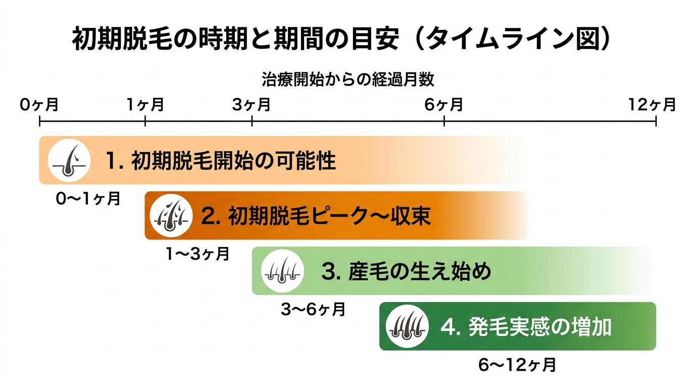 タイトル: 初期脱毛の時期と期間の目安(タイムライン図)。横軸: 治療開始からの経過月数(0〜12ヶ月)。4段階のフェーズをバー形式で表示。フェーズ1(0〜1ヶ月): 薄いオレンジ「初期脱毛が始まる可能性がある時期」。フェーズ2(1〜3ヶ月): 濃いオレンジ「初期脱毛ピーク〜収束期」。フェーズ3(3〜6ヶ月): 薄い緑「産毛が生え始める時期」。フェーズ4(6〜12ヶ月): 濃い緑「発毛実感が得られるケースが増える時期」。背景白、各フェーズにアイコン付き。