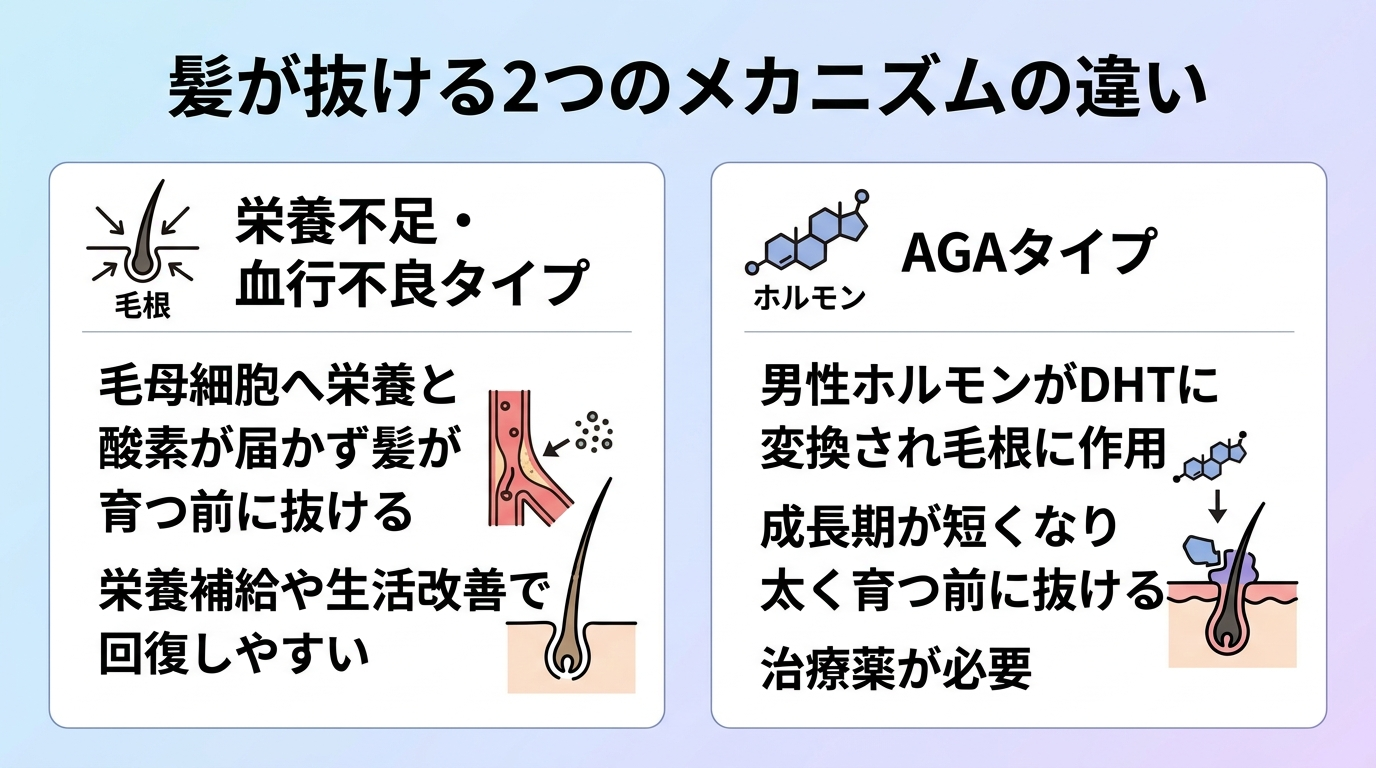タイトル: 髪が抜ける2つのメカニズムの違い。横並び2カードで: カード1(毛根のアイコン)ヘッダー: 栄養不足・血行不良タイプ、説明: 毛母細胞へ栄養と酸素が届かず、髪が育つ前に抜ける。栄養補給や生活改善で回復しやすい。カード2(ホルモンのアイコン)ヘッダー: AGAタイプ、説明: 男性ホルモンがDHTに変換され毛根に作用。成長期が短くなり太く育つ前に抜ける。治療薬が必要