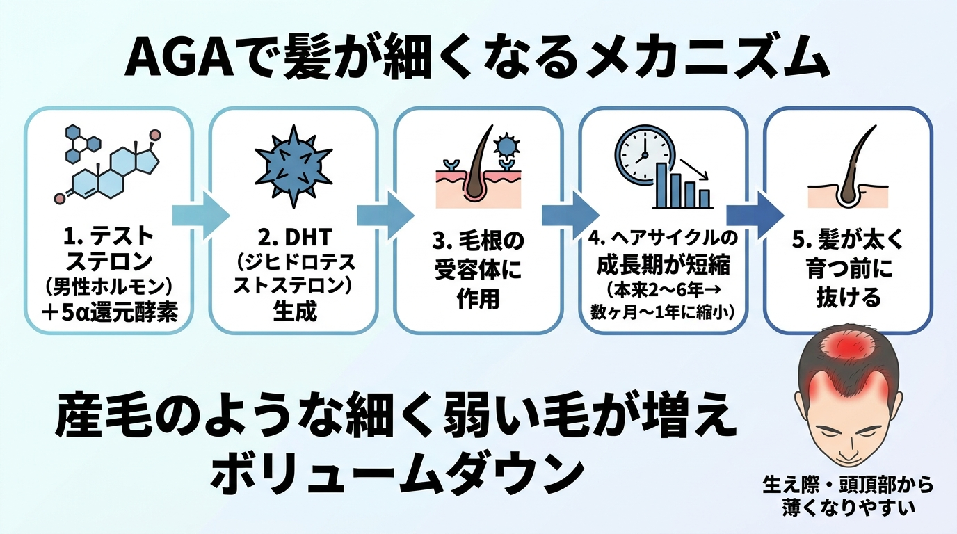 タイトル: AGAで髪が細くなるメカニズム。左から右へのフロー図: テストステロン(男性ホルモン)+5α還元酵素 → DHT(ジヒドロテストステロン)生成 → 毛根の受容体に作用 → ヘアサイクルの成長期が短縮(本来2〜6年→数ヶ月〜1年に縮小)→ 髪が太く育つ前に抜ける → 産毛のような細く弱い毛が増えボリュームダウン。生え際・頭頂部から薄くなりやすいことを示す頭部イラストを添える