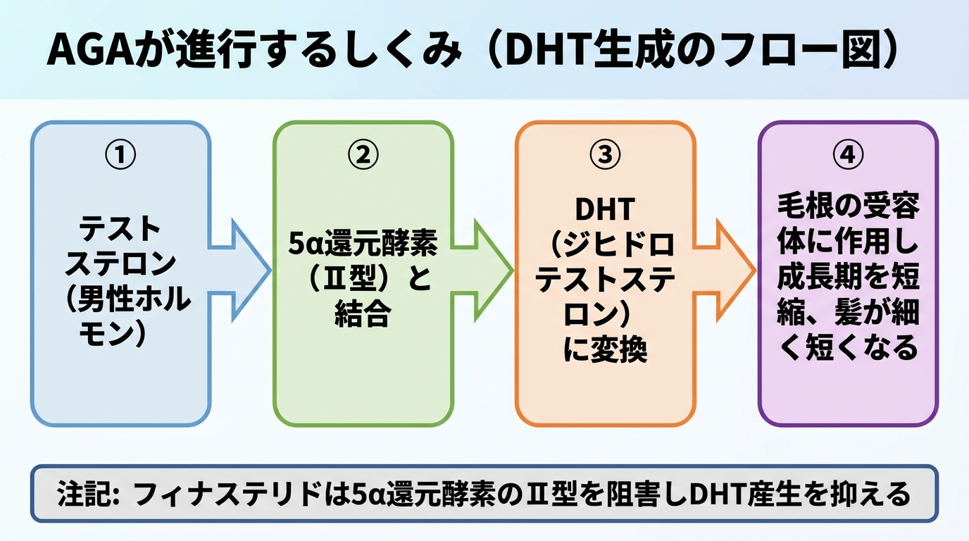タイトル: AGAが進行するしくみ(DHT生成のフロー図)。左から右への4ステップのフロー: ステップ1: テストステロン(男性ホルモン)→ ステップ2: 5α還元酵素(Ⅱ型)と結合 → ステップ3: DHT(ジヒドロテストステロン)に変換 → ステップ4: 毛根の受容体に作用し成長期を短縮、髪が細く短くなる。下部に注記: フィナステリドは5α還元酵素のⅡ型を阻害しDHT産生を抑える