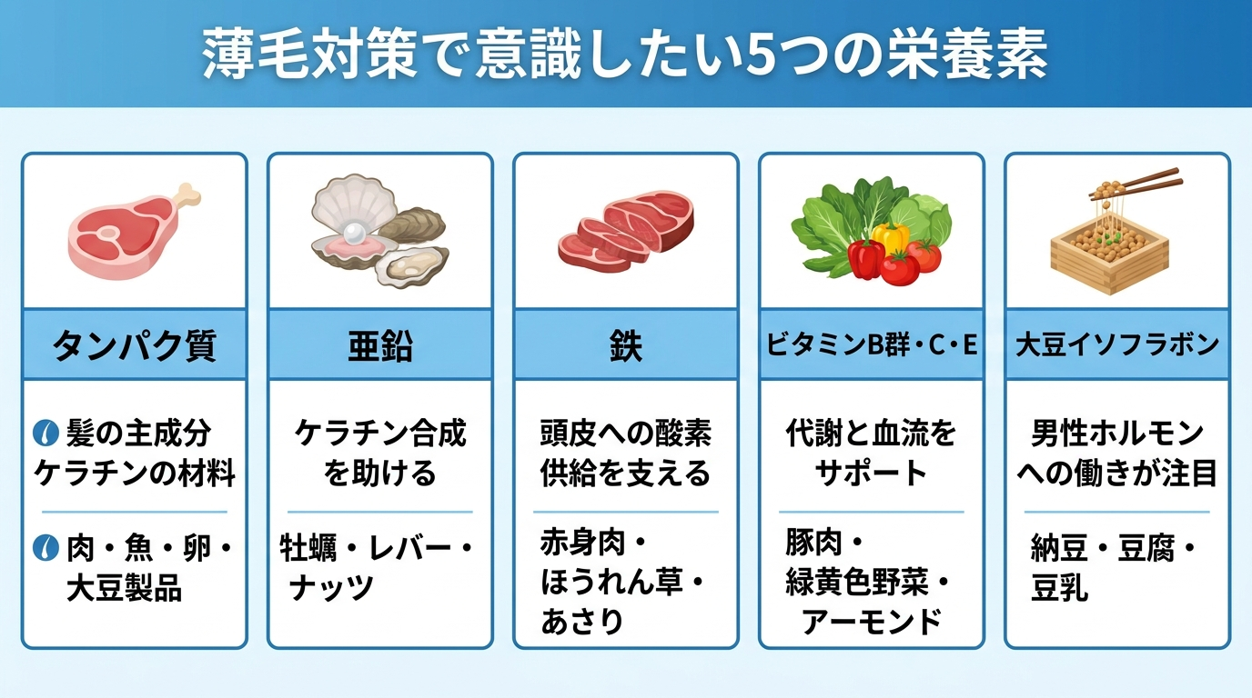 タイトル: 薄毛対策で意識したい5つの栄養素。横並び5カードで: カード1(肉のアイコン)ヘッダー: タンパク質、説明: 髪の主成分ケラチンの材料。肉・魚・卵・大豆製品。カード2(牡蠣のアイコン)ヘッダー: 亜鉛、説明: ケラチン合成を助ける。牡蠣・レバー・ナッツ。カード3(赤身肉のアイコン)ヘッダー: 鉄、説明: 頭皮への酸素供給を支える。赤身肉・ほうれん草・あさり。カード4(野菜のアイコン)ヘッダー: ビタミンB群・C・E、説明: 代謝と血流をサポート。豚肉・緑黄色野菜・アーモンド。カード5(納豆のアイコン)ヘッダー: 大豆イソフラボン、説明: 男性ホルモンへの働きが注目。納豆・豆腐・豆乳