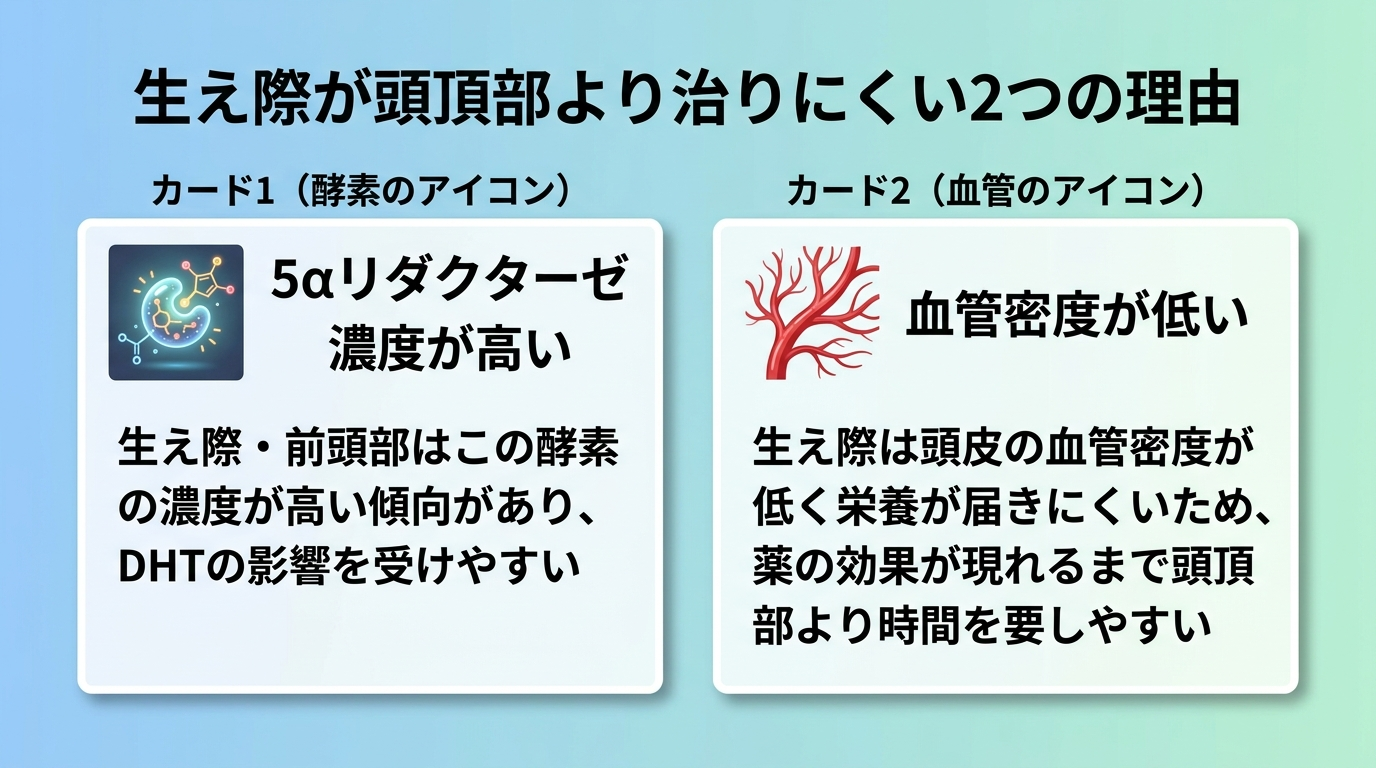 タイトル: 生え際が頭頂部より治りにくい2つの理由。横並び2カードで: カード1(酵素のアイコン)ヘッダー: 5αリダクターゼ濃度が高い、説明: 生え際・前頭部はこの酵素の濃度が高い傾向があり、DHTの影響を受けやすい。カード2(血管のアイコン)ヘッダー: 血管密度が低い、説明: 生え際は頭皮の血管密度が低く栄養が届きにくいため、薬の効果が現れるまで頭頂部より時間を要しやすい