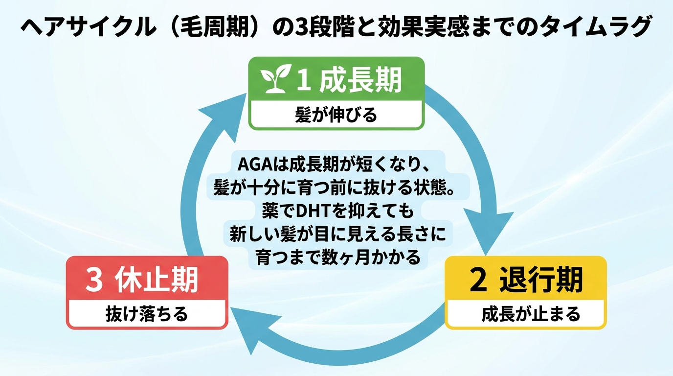 タイトル: ヘアサイクル（毛周期）の3段階と効果実感までのタイムラグ。円環フロー図で3段階を示す: 成長期（髪が伸びる）→ 退行期（成長が止まる）→ 休止期（抜け落ちる）→ 再び成長期へ。中央に注釈「AGAは成長期が短くなり、髪が十分に育つ前に抜ける状態。薬でDHTを抑えても新しい髪が目に見える長さに育つまで数ヶ月かかる」