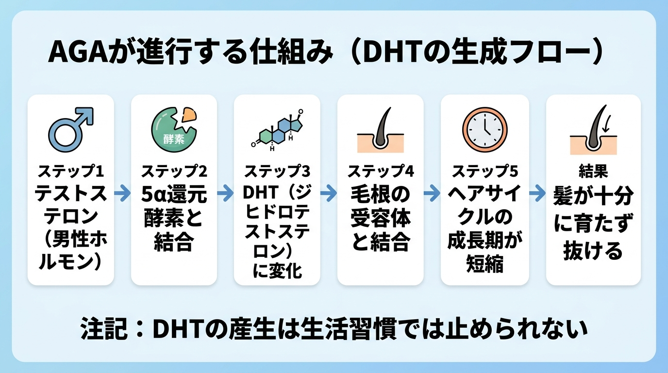 タイトル: AGAが進行する仕組み(DHTの生成フロー)。フロー図で左から右へ: ステップ1『テストステロン(男性ホルモン)』→ ステップ2『5α還元酵素と結合』→ ステップ3『DHT(ジヒドロテストステロン)に変化』→ ステップ4『毛根の受容体と結合』→ ステップ5『ヘアサイクルの成長期が短縮』→ 結果『髪が十分に育たず抜ける』。下部に注記『DHTの産生は生活習慣では止められない』