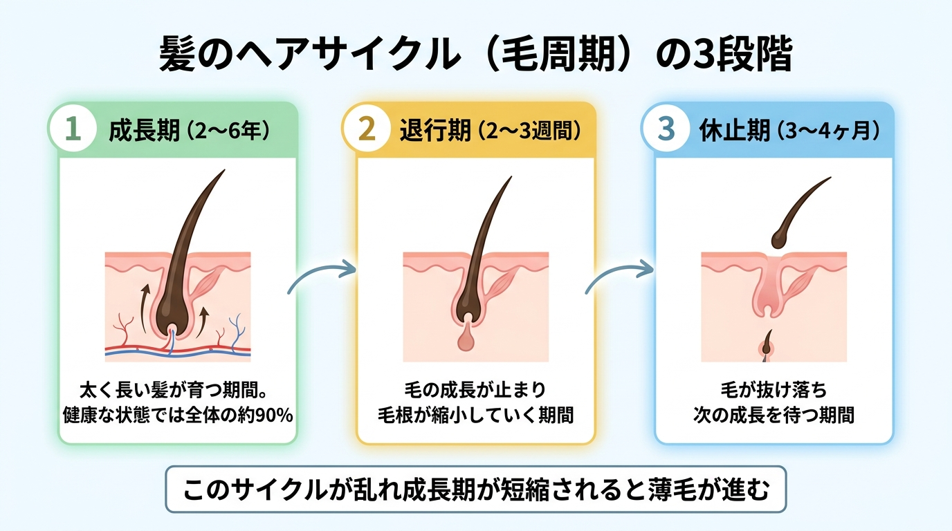 タイトル: 髪のヘアサイクル(毛周期)の3段階。横並び3カードのフロー図で: カード1(成長中の毛のアイコン)ヘッダー: 成長期(2〜6年)、説明: 太く長い髪が育つ期間。健康な状態では全体の約90%。カード2(抜けかけの毛のアイコン)ヘッダー: 退行期(2〜3週間)、説明: 毛の成長が止まり毛根が縮小していく期間。カード3(抜けた毛根のアイコン)ヘッダー: 休止期(3〜4ヶ月)、説明: 毛が抜け落ち次の成長を待つ期間。このサイクルが乱れ成長期が短縮されると薄毛が進む