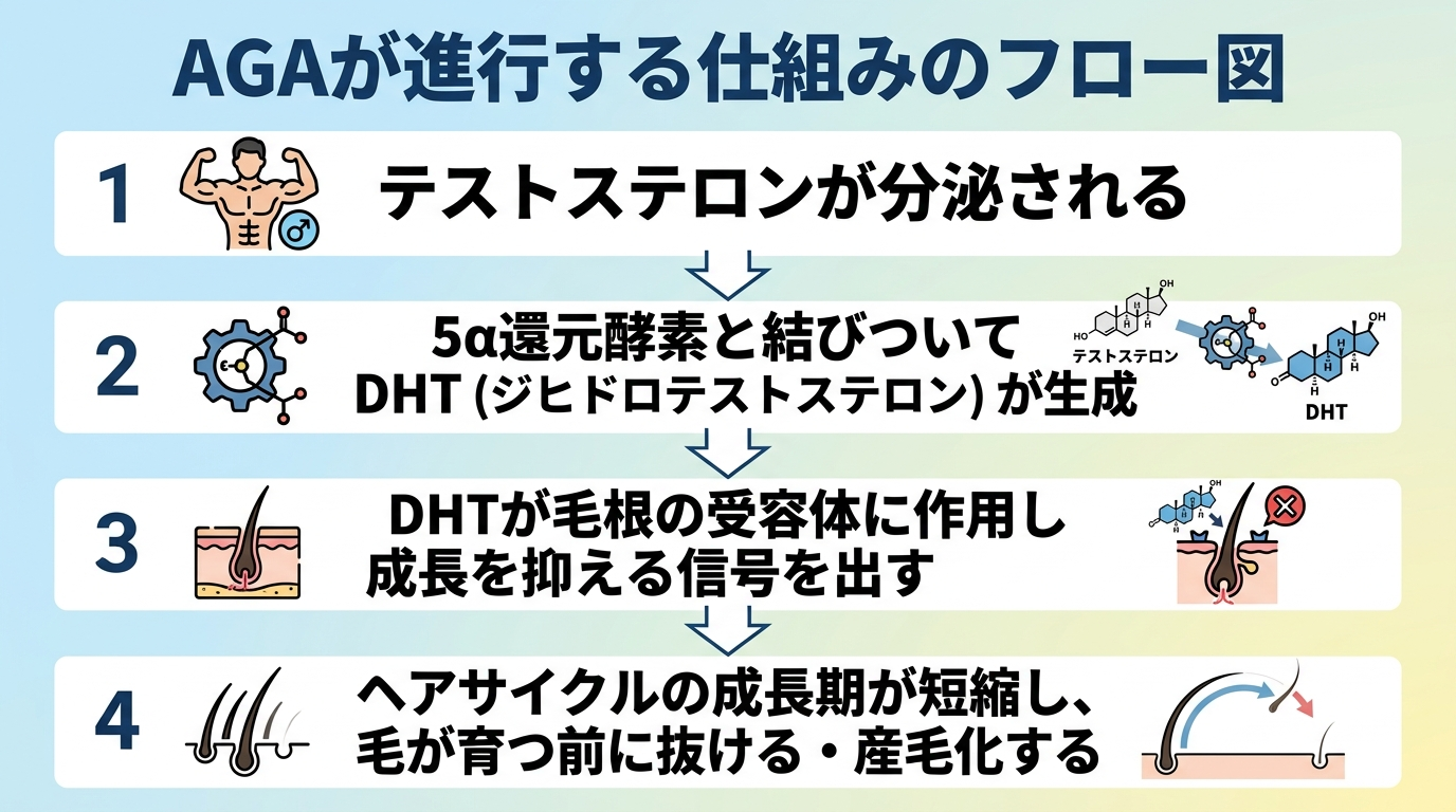 タイトル: AGAが進行する仕組みのフロー図。4ステップの縦フロー: ステップ1(男性ホルモンのアイコン)テストステロンが分泌される。ステップ2(酵素のアイコン)5α還元酵素と結びついてDHT(ジヒドロテストステロン)が生成。ステップ3(毛根のアイコン)DHTが毛根の受容体に作用し成長を抑える信号を出す。ステップ4(抜け毛のアイコン)ヘアサイクルの成長期が短縮し、毛が育つ前に抜ける・産毛化する