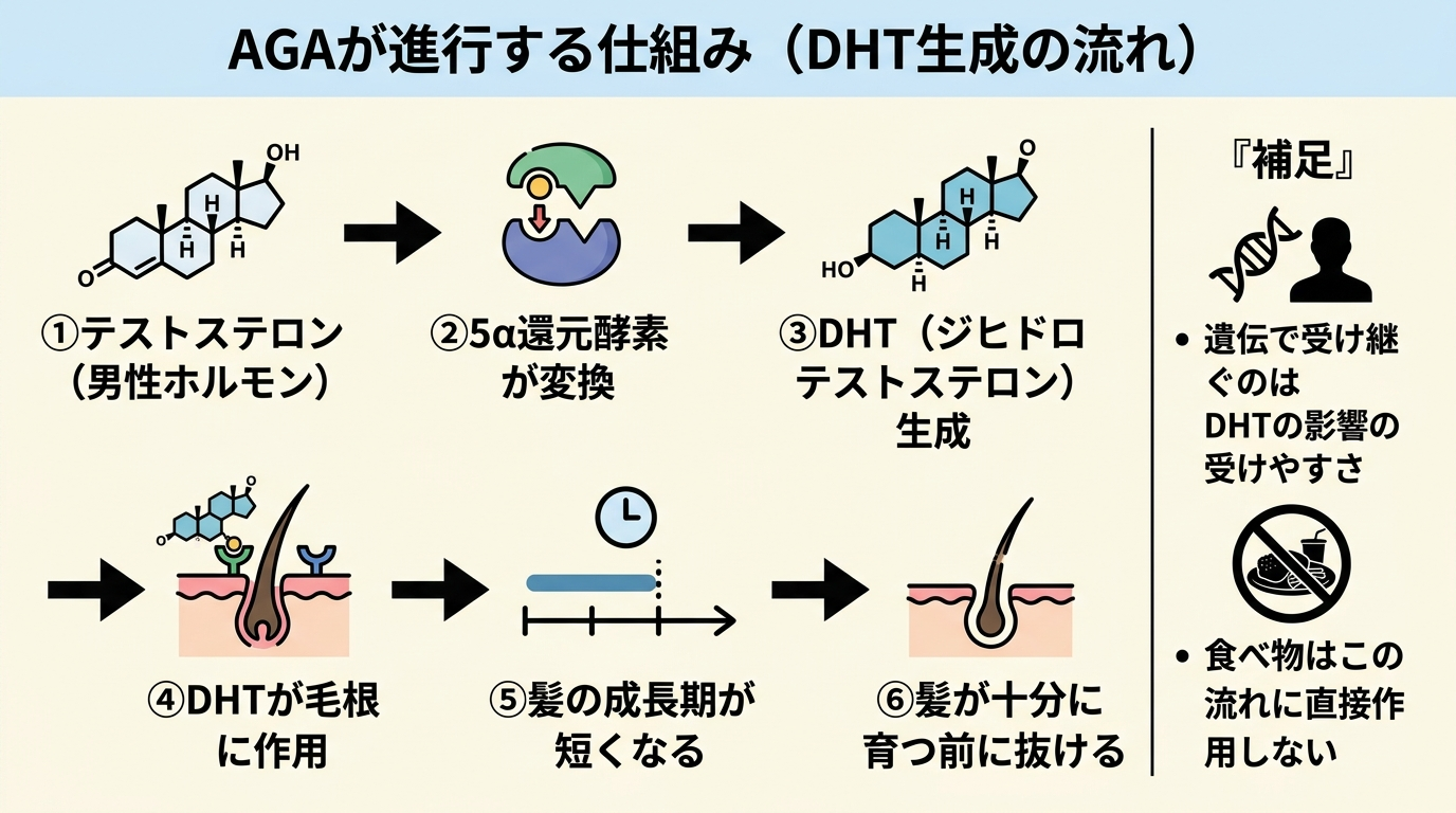 タイトル: AGAが進行する仕組み(DHT生成の流れ)。フロー図: ①テストステロン(男性ホルモン)→ ②5α還元酵素が変換 → ③DHT(ジヒドロテストステロン)生成 → ④DHTが毛根に作用 → ⑤髪の成長期が短くなる → ⑥髪が十分に育つ前に抜ける。右側に補足ボックス『遺伝で受け継ぐのはDHTの影響の受けやすさ。食べ物はこの流れに直接作用しない』