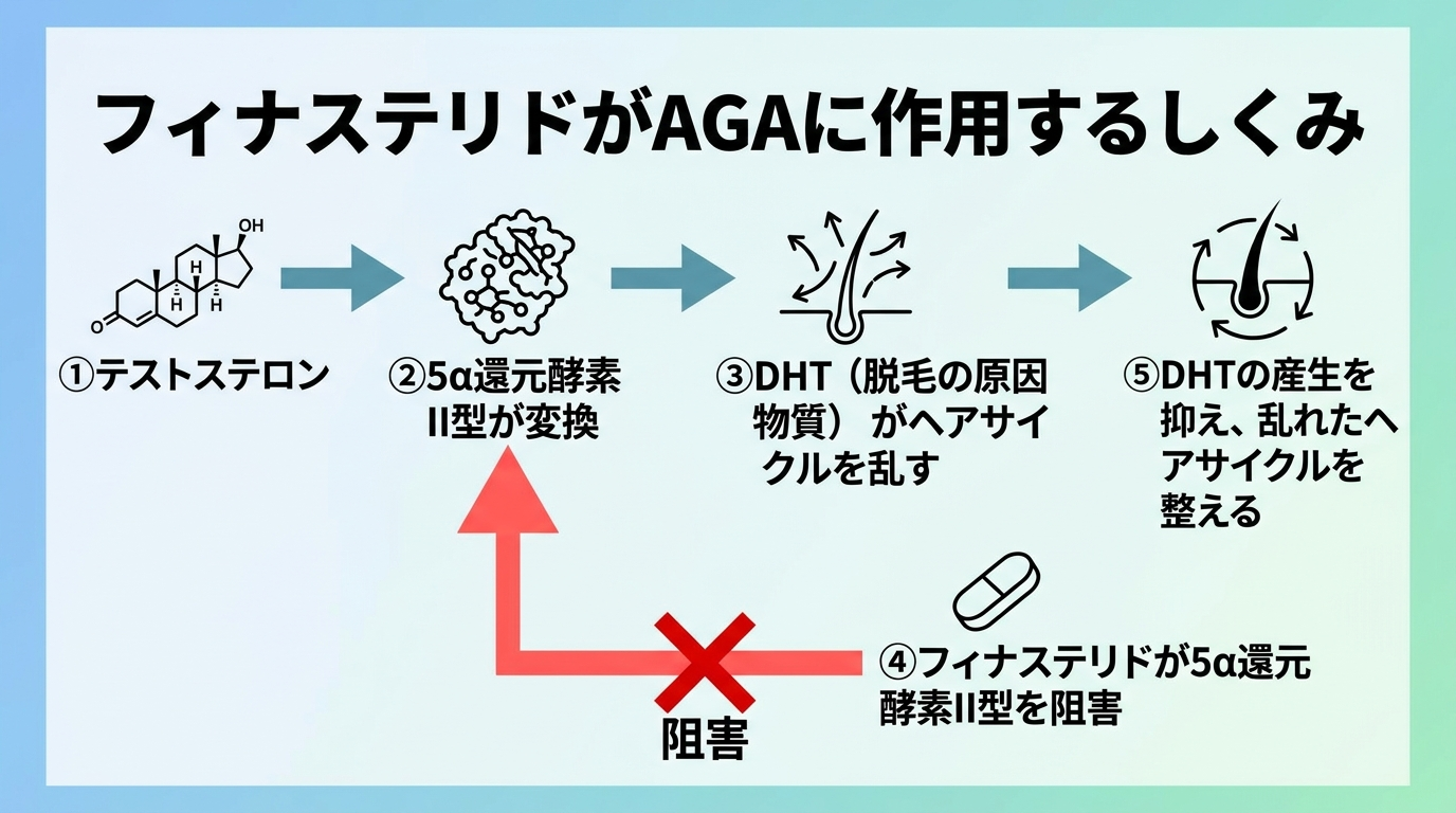 タイトル: フィナステリドがAGAに作用するしくみ。フロー図で左から右へ: ①テストステロン → ②5α還元酵素II型が変換 → ③DHT(脱毛の原因物質)がヘアサイクルを乱す → ④フィナステリドが5α還元酵素II型を阻害 → ⑤DHTの産生を抑え、乱れたヘアサイクルを整える。中央にフィナステリドが②のステップをブロックする矢印を強調表示