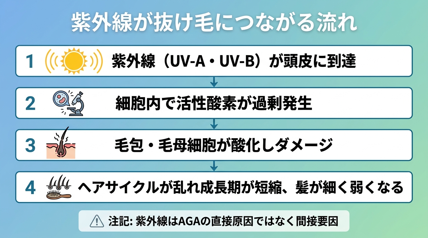 タイトル: 紫外線が抜け毛につながる流れ。縦フロー図4ステップ: ステップ1(太陽のアイコン)紫外線(UV-A・UV-B)が頭皮に到達。ステップ2(細胞のアイコン)細胞内で活性酸素が過剰発生。ステップ3(毛根のアイコン)毛包・毛母細胞が酸化しダメージ。ステップ4(抜け毛のアイコン)ヘアサイクルが乱れ成長期が短縮、髪が細く弱くなる。下部に注記: 紫外線はAGAの直接原因ではなく間接要因