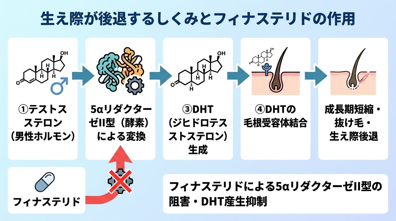 タイトル: 生え際が後退するしくみとフィナステリドの作用。フロー図で左から右へ: ①テストステロン(男性ホルモン)→ ②5αリダクターゼII型(酵素)で変換 → ③DHT(ジヒドロテストステロン)生成 → ④DHTが毛根の受容体に結合 → ⑤毛の成長期が短縮し抜け毛・生え際後退。図の下部に矢印: フィナステリドは②の5αリダクターゼII型を阻害してDHT産生を抑える。