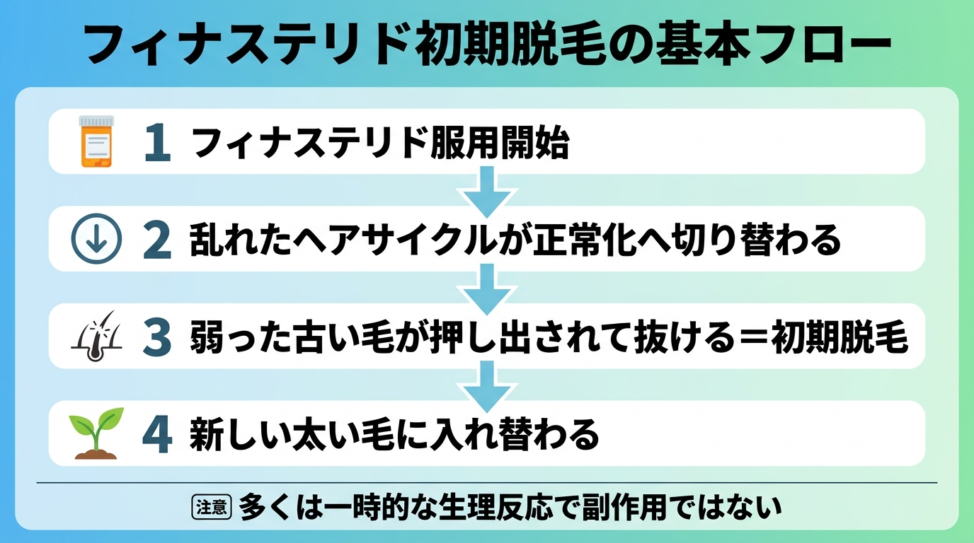 タイトル: フィナステリド初期脱毛の基本フロー。縦型フロー図4ステップ: ステップ1(薬のアイコン)フィナステリド服用開始。ステップ2(下矢印)乱れたヘアサイクルが正常化へ切り替わる。ステップ3(抜け毛のアイコン)弱った古い毛が押し出されて抜ける=初期脱毛。ステップ4(新芽のアイコン)新しい太い毛に入れ替わる。下部に注記: 多くは一時的な生理反応で副作用ではない
