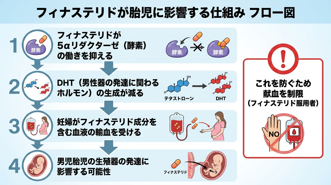 タイトル: フィナステリドが胎児に影響する仕組みのフロー図。4ステップの縦並びフロー: ステップ1: フィナステリドが5αリダクターゼ（酵素）の働きを抑える。ステップ2: DHT（男性器の発達に関わるホルモン）の生成が減る。ステップ3: 妊婦がフィナステリド成分を含む血液の輸血を受ける。ステップ4: 男児胎児の生殖器の発達に影響する可能性。これを防ぐため献血を制限