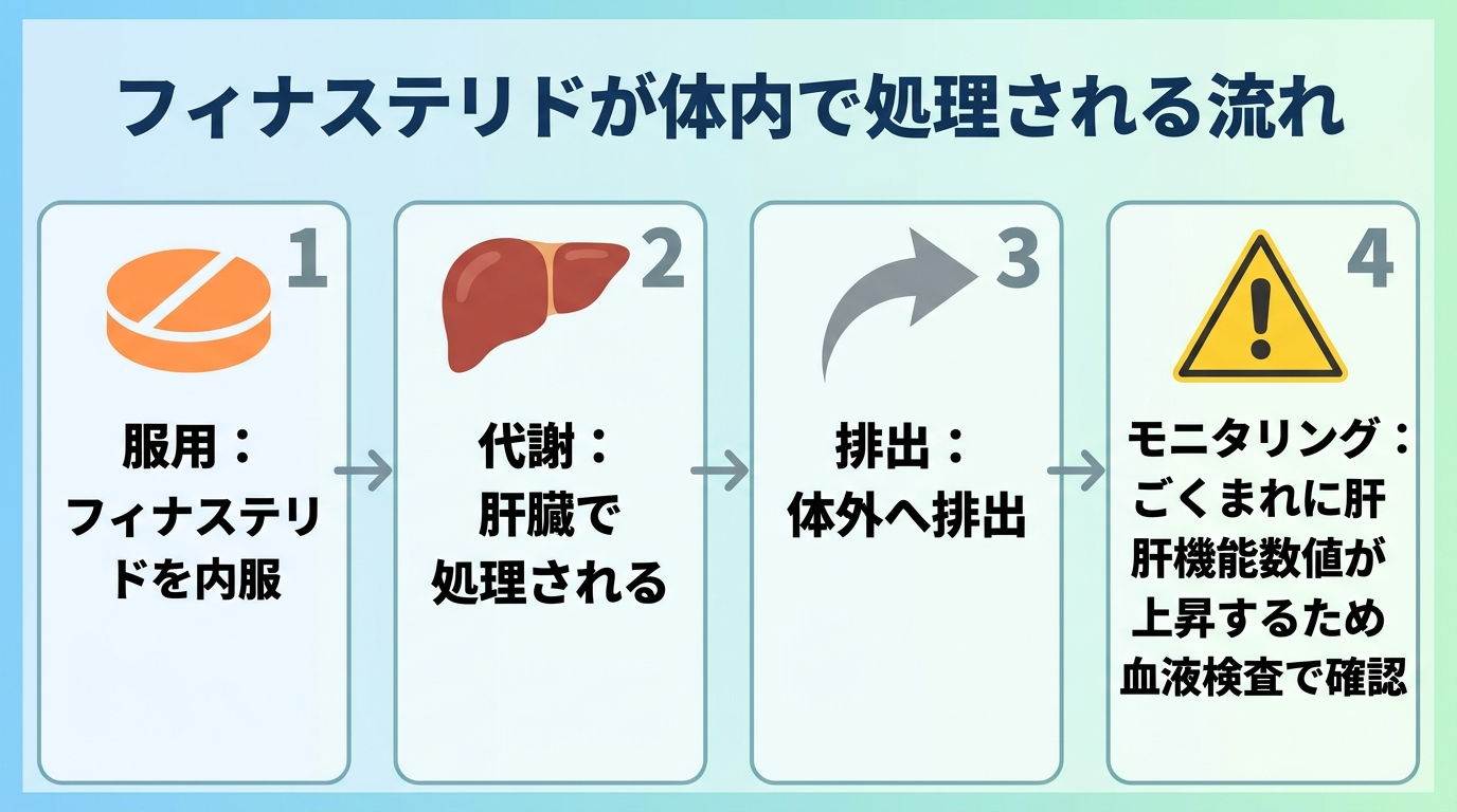 タイトル: フィナステリドが体内で処理される流れ。フロー図4ステップ: ステップ1（錠剤アイコン）服用：フィナステリドを内服。ステップ2（肝臓アイコン）代謝：肝臓で処理される。ステップ3（矢印）排出：体外へ排出。ステップ4（注意アイコン）モニタリング：ごくまれに肝機能数値が上昇するため血液検査で確認