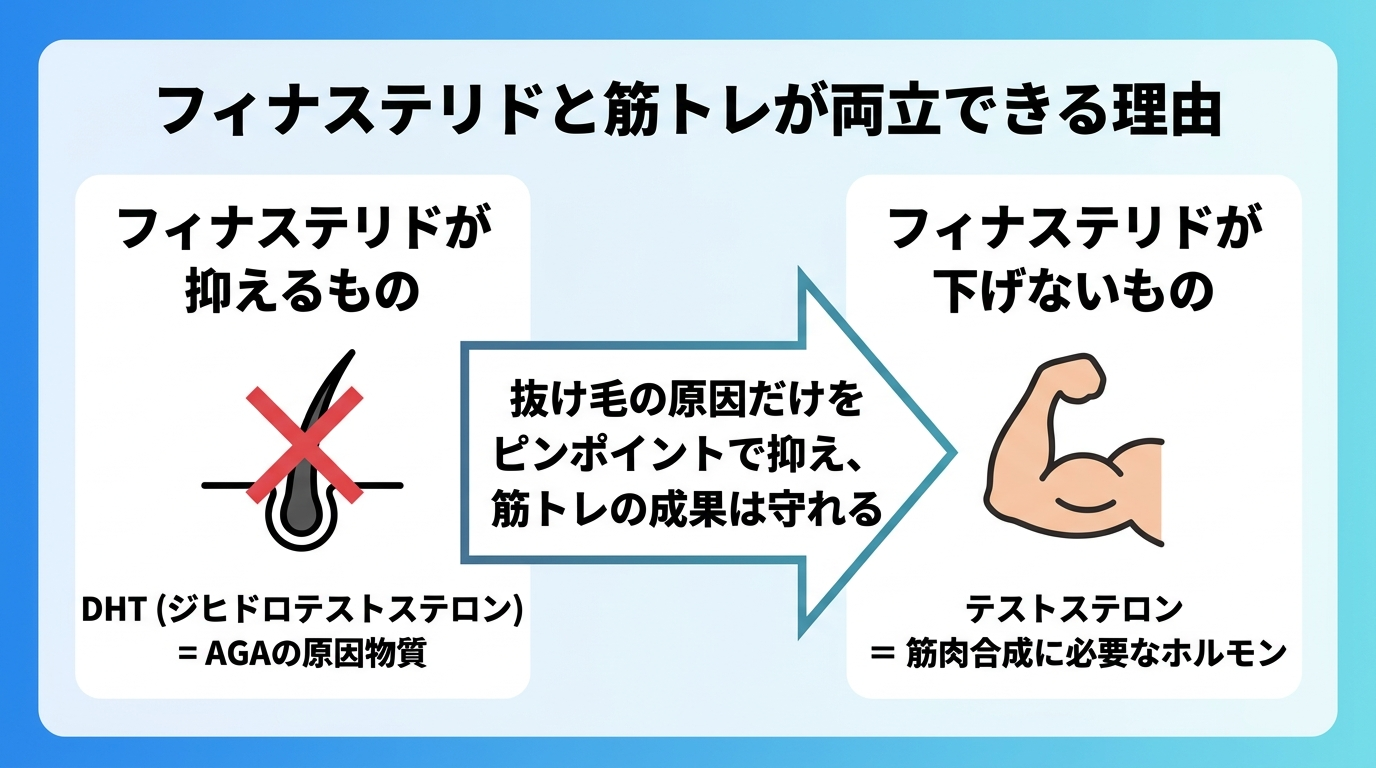 タイトル: フィナステリドと筋トレが両立できる理由。横並び2カードで: カード1(毛根のアイコン)ヘッダー: フィナステリドが抑えるもの、説明: DHT(ジヒドロテストステロン)= AGAの原因物質。カード2(筋肉のアイコン)ヘッダー: フィナステリドが下げないもの、説明: テストステロン = 筋肉合成に必要なホルモン。中央に矢印で『抜け毛の原因だけをピンポイントで抑え、筋トレの成果は守れる』と記載