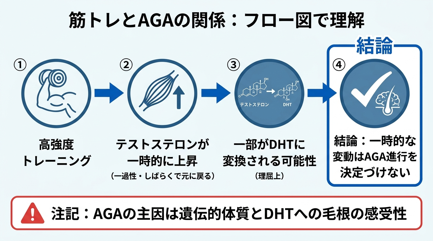 タイトル: 筋トレとAGAの関係。フロー図で: ①高強度トレーニング → ②テストステロンが一時的に上昇(一過性・しばらくで元に戻る) → ③一部がDHTに変換される可能性(理屈上) → ④結論: 一時的な変動はAGA進行を決定づけない。注記: AGAの主因は遺伝的体質とDHTへの毛根の感受性