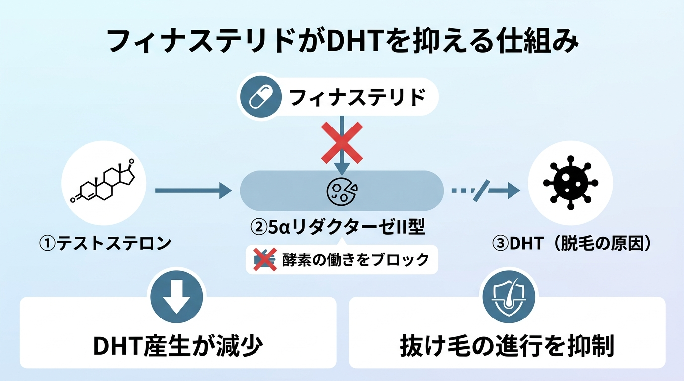 タイトル: フィナステリドがDHTを抑える仕組み。フロー図: テストステロン →（5αリダクターゼII型）→ DHT（脱毛の原因）。フィナステリドが5αリダクターゼII型をブロックする矢印を×印で示し、DHT産生が減少して抜け毛の進行を抑制することを図解