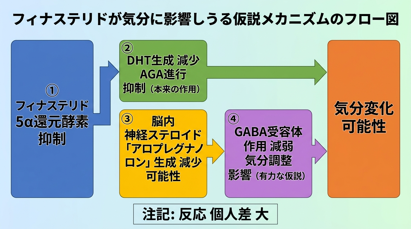 タイトル: フィナステリドが気分に影響しうる仮説メカニズムのフロー図。横並びフロー: ①フィナステリドが5α還元酵素の働きを抑える → ②DHTの生成が減少しAGAの進行を抑える（本来の作用） / 同時に → ③脳内の神経ステロイド「アロプレグナノロン」の生成も減少する可能性 → ④GABA受容体への作用が弱まり気分の調整に影響（有力な仮説）。下部に注記: 反応には大きな個人差がある