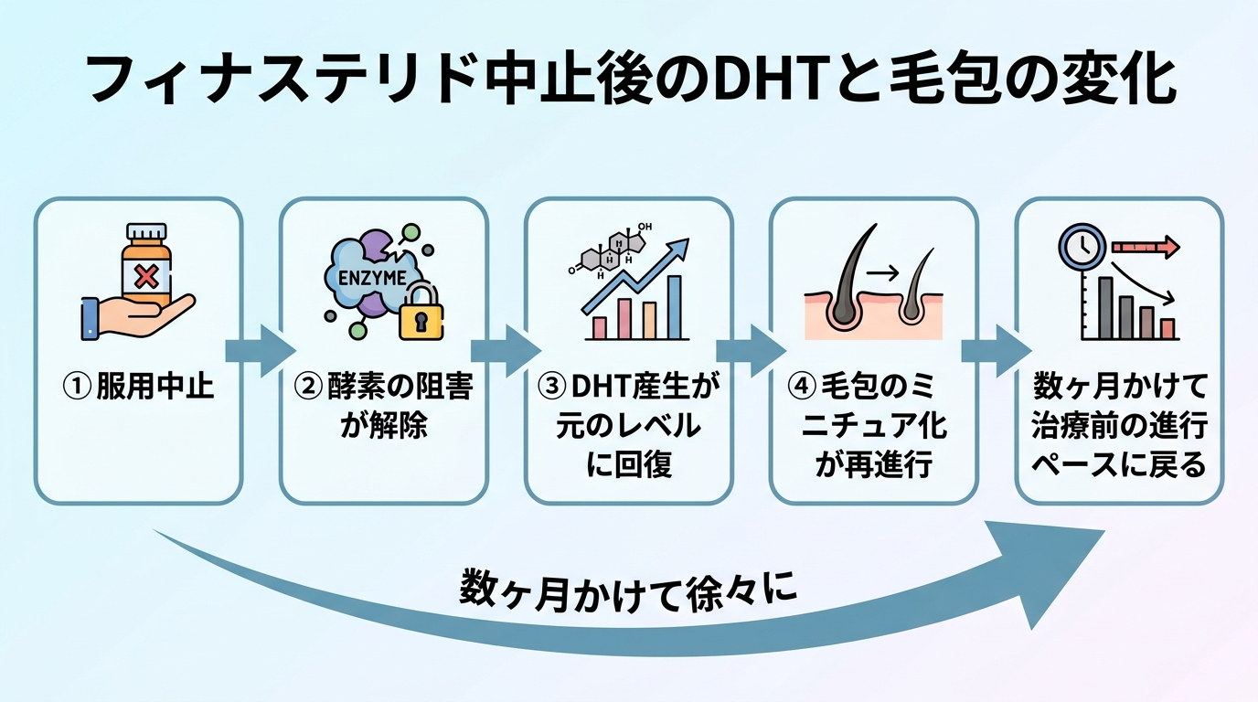 タイトル: フィナステリド中止後のDHTと毛包の変化。横向きフロー図: 服用中止 → 酵素の阻害が解除 → DHT産生が元のレベルに回復 → 毛包のミニチュア化が再進行 → 数ヶ月かけて治療前の進行ペースに戻る。各段階を矢印でつなぎ「数ヶ月かけて徐々に」と注記