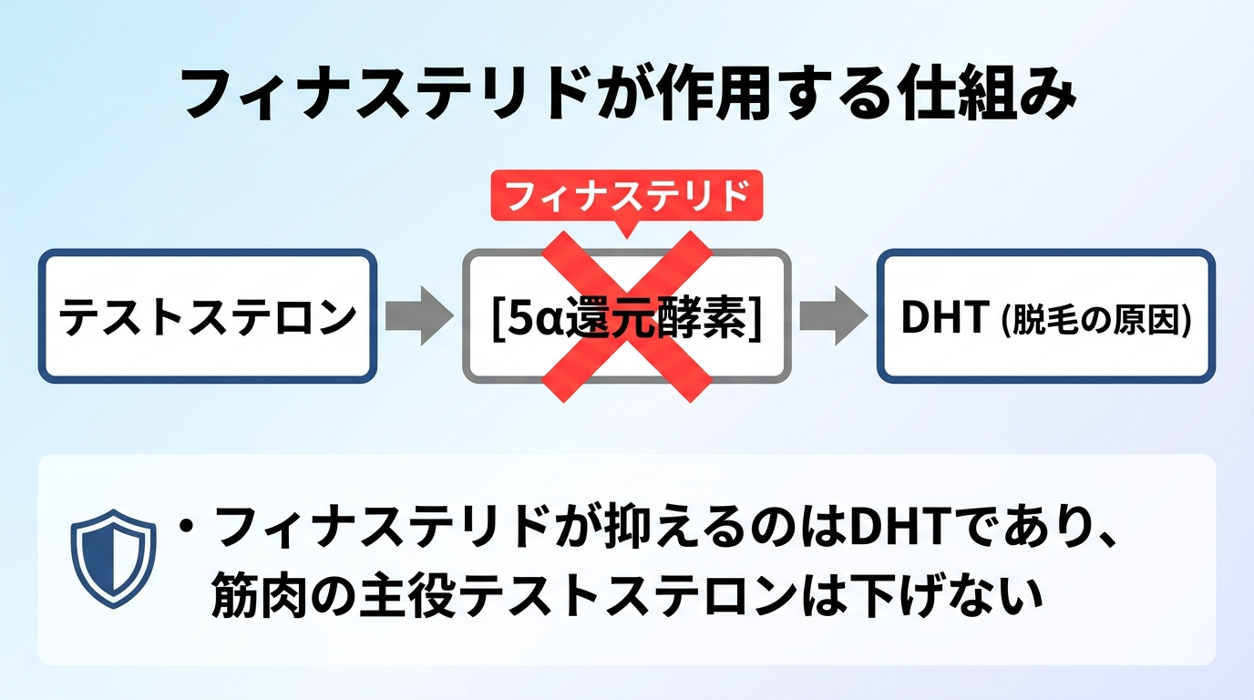 タイトル: フィナステリドが作用する仕組み。フロー図で左から右へ: テストステロン → [5α還元酵素] → DHT（脱毛の原因）。5α還元酵素の部分に赤い×印とフィナステリドのラベルを配置し、変換がブロックされることを示す。下部に補足テキスト: フィナステリドが抑えるのはDHTであり、筋肉の主役テストステロンは下げない