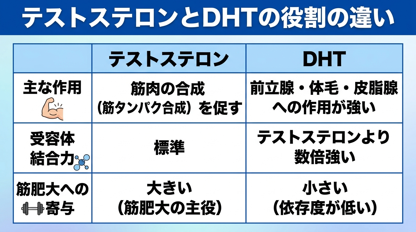 タイトル: テストステロンとDHTの役割の違い。2列の比較表: ヘッダー行: テストステロン | DHT。行1(主な作用): 筋肉の合成(筋タンパク合成)を促す | 前立腺・体毛・皮脂腺への作用が強い。行2(受容体結合力): 標準 | テストステロンより数倍強い。行3(筋肥大への寄与): 大きい(筋肥大の主役) | 小さい(依存度が低い)