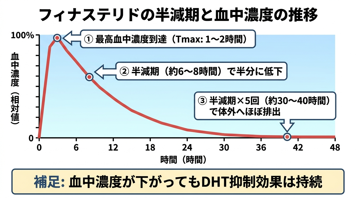 タイトル: フィナステリドの半減期と血中濃度の推移。横軸が時間(0時間〜48時間)、縦軸が血中濃度の折れ線グラフ。服用後1〜2時間で最高血中濃度(Cmax)に到達、その後6〜8時間で半分に低下することを示す。注釈: 半減期=約6〜8時間、Tmax=1〜2時間、半減期×5回(約30〜40時間)で体外へほぼ排出。下部に補足テキスト『血中濃度が下がってもDHT抑制効果は持続』