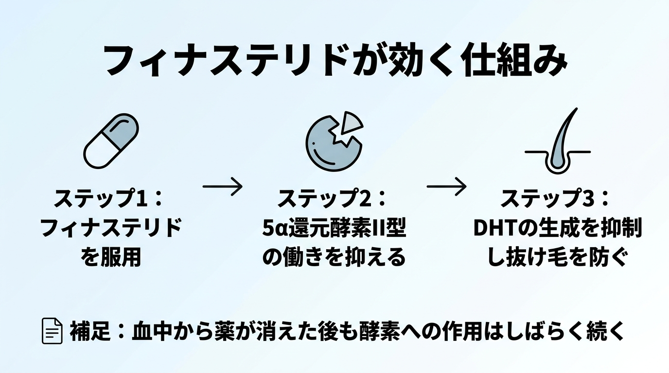タイトル: フィナステリドが効く仕組み。フロー図で3ステップ: ステップ1(錠剤のアイコン)フィナステリドを服用。ステップ2(酵素のアイコン)5α還元酵素II型の働きを抑える。ステップ3(毛髪のアイコン)DHTの生成を抑制し抜け毛を防ぐ。補足: 血中から薬が消えた後も酵素への作用はしばらく続く