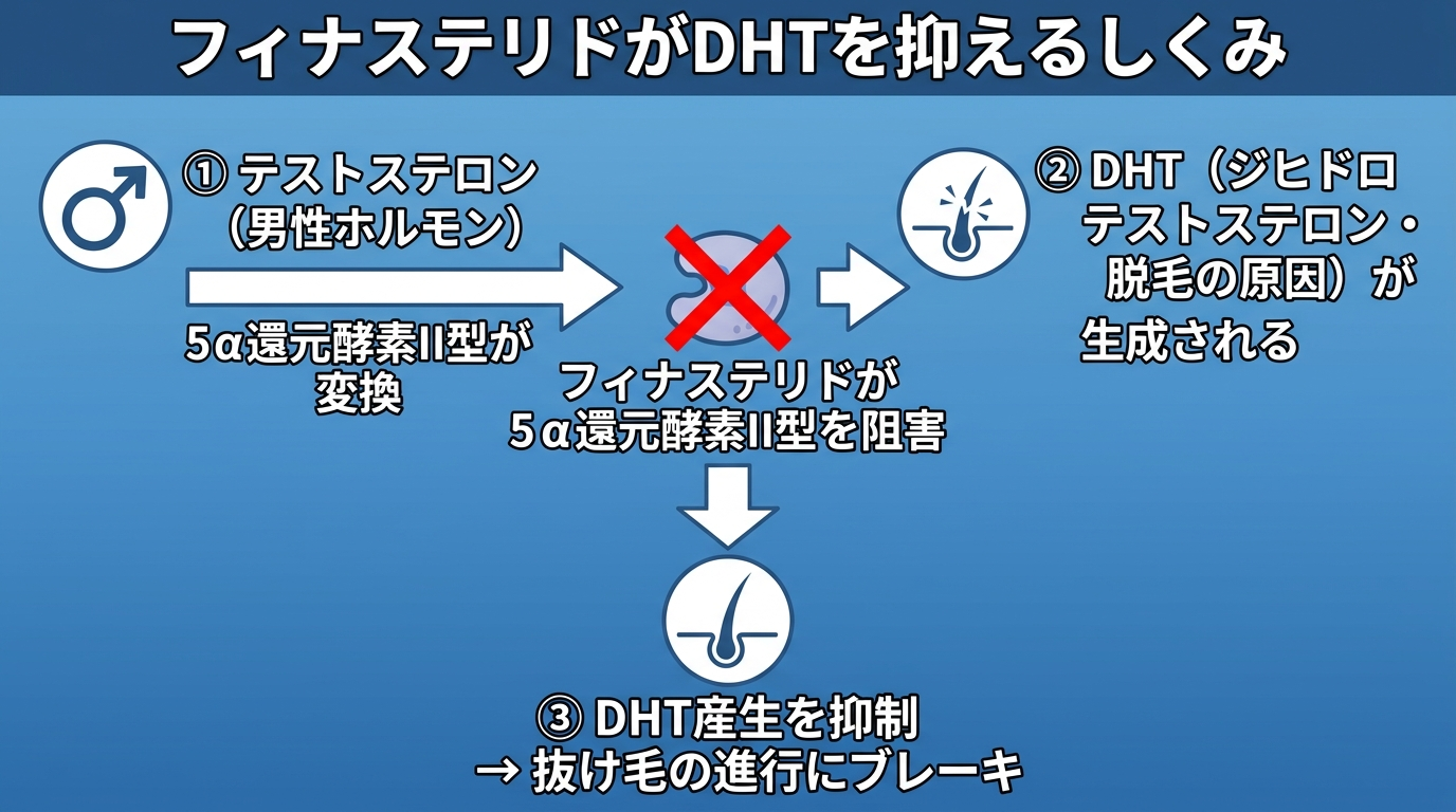 タイトル: フィナステリドがDHTを抑えるしくみ。フロー図形式で3ステップ: ステップ1: テストステロン(男性ホルモン)。矢印(5α還元酵素II型が変換)。ステップ2: DHT(ジヒドロテストステロン・脱毛の原因)が生成される。ステップ3: フィナステリドが5α還元酵素II型を阻害 → DHT産生を抑制 → 抜け毛の進行にブレーキ。