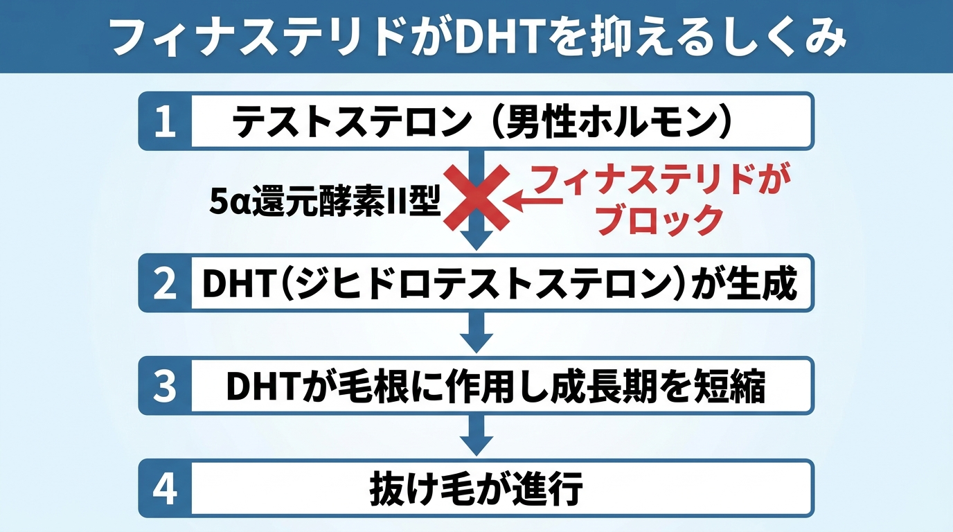 タイトル: フィナステリドがDHTを抑えるしくみ。フロー図（縦4ステップ）: ステップ1: テストステロン（男性ホルモン）。矢印（5α還元酵素II型）。ステップ2: DHT（ジヒドロテストステロン）が生成。矢印。ステップ3: DHTが毛根に作用し成長期を短縮。ステップ4: 抜け毛が進行。フィナステリドは5α還元酵素II型をブロックし、この流れを止める旨を赤い×印で図示