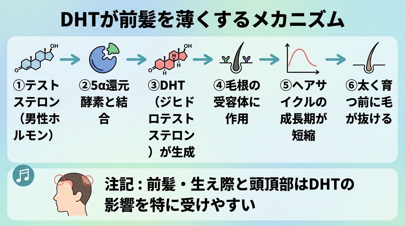 タイトル: DHTが前髪を薄くするメカニズム。フロー図で左から右へ: ①テストステロン（男性ホルモン） → ②5α還元酵素と結合 → ③DHT（ジヒドロテストステロン）が生成 → ④毛根の受容体に作用 → ⑤ヘアサイクルの成長期が短縮 → ⑥太く育つ前に毛が抜ける。前髪・生え際と頭頂部はDHTの影響を特に受けやすいと注記