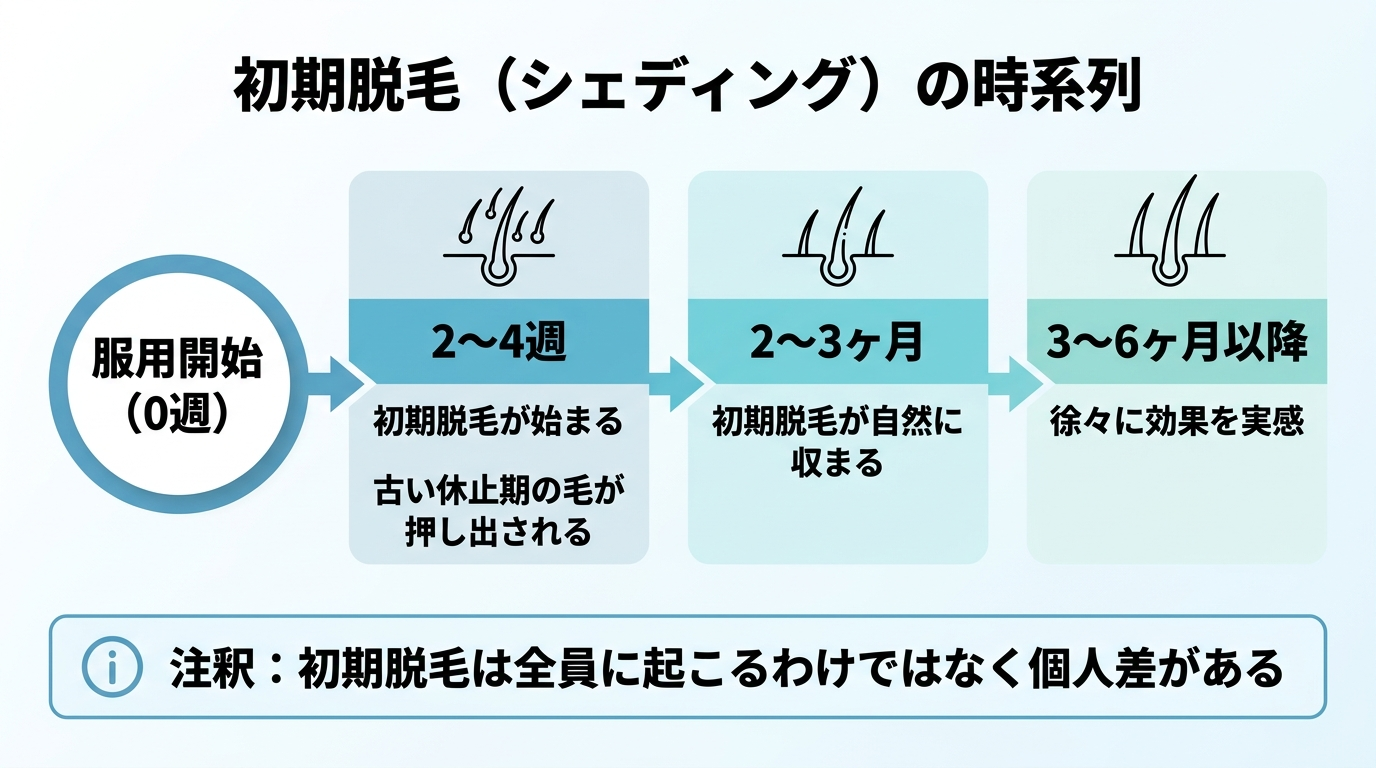 タイトル: 初期脱毛（シェディング）の時系列。横軸タイムラインのチャート: 服用開始（0週）→2〜4週「初期脱毛が始まる：古い休止期の毛が押し出される」→2〜3ヶ月「初期脱毛が自然に収まる」→3〜6ヶ月以降「徐々に効果を実感」。注釈「初期脱毛は全員に起こるわけではなく個人差がある」