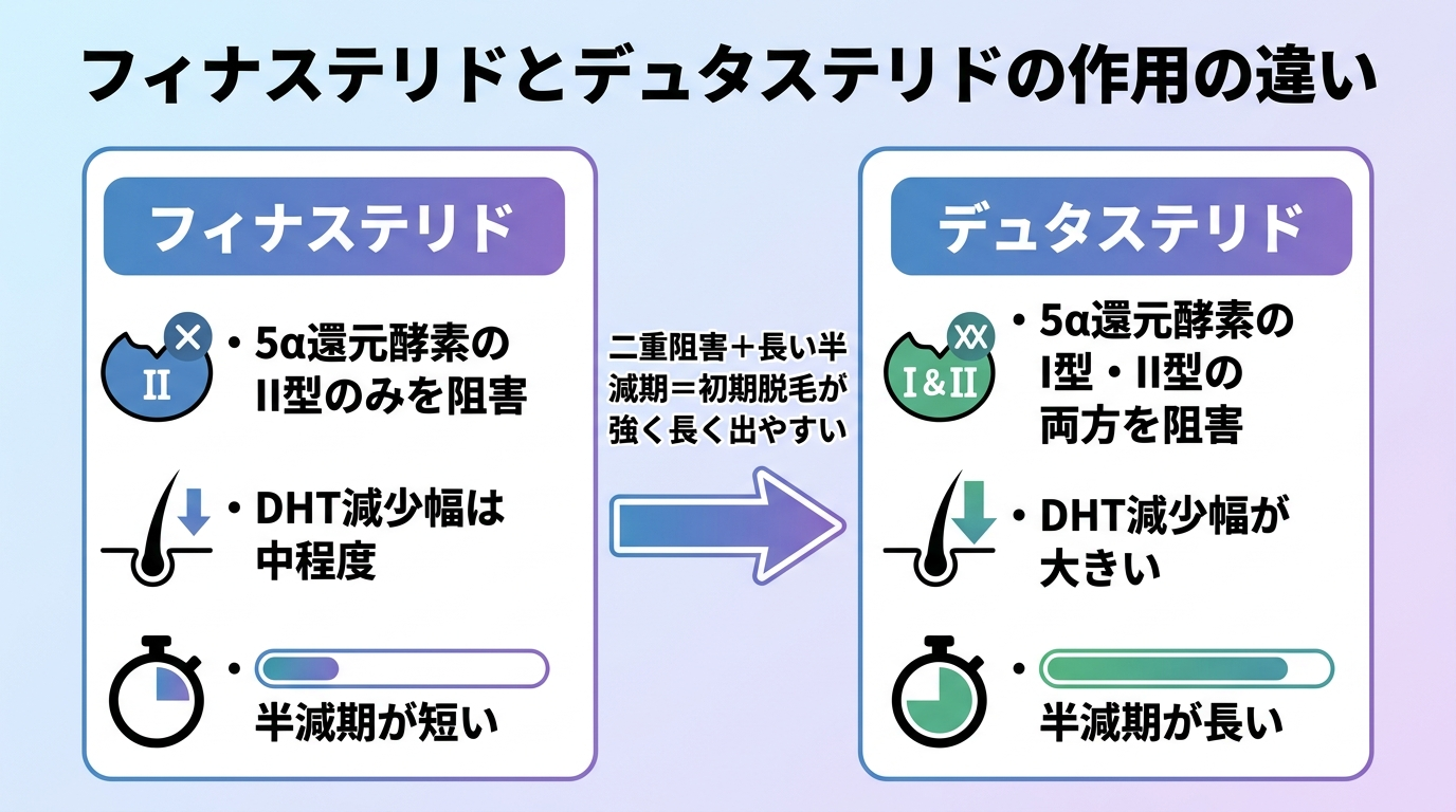タイトル: フィナステリドとデュタステリドの作用の違い。横並び2カードで比較。カード1(フィナステリド): 5α還元酵素のII型のみを阻害、DHT減少幅は中程度、半減期が短い。カード2(デュタステリド): 5α還元酵素のI型・II型の両方を阻害、DHT減少幅が大きい、半減期が長い。中央に矢印で『二重阻害+長い半減期=初期脱毛が強く長く出やすい』と注記