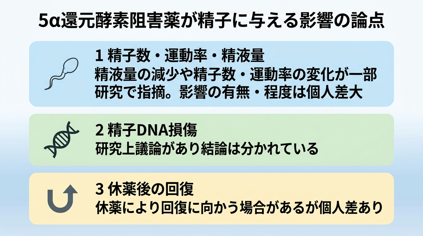タイトル: 5α還元酵素阻害薬が精子に与える影響の論点。縦並び3カードで: カード1(精子のアイコン)ヘッダー: 精子数・運動率・精液量、説明: 精液量の減少や精子数・運動率の変化が一部研究で指摘。影響の有無・程度は個人差大。カード2(DNAらせんアイコン)ヘッダー: 精子DNA損傷、説明: 研究上議論があり結論は分かれている。カード3(回復矢印アイコン)ヘッダー: 休薬後の回復、説明: 休薬により回復に向かう場合があるが個人差あり