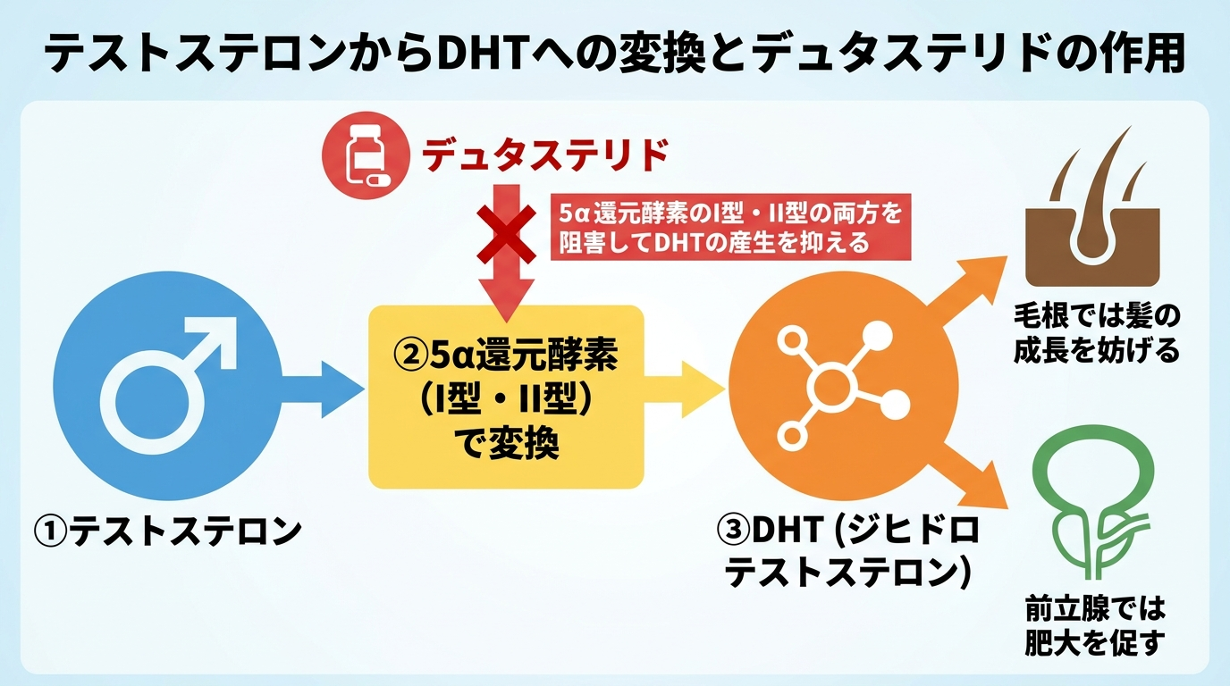 タイトル: テストステロンからDHTへの変換とデュタステリドの作用。フロー図: ①テストステロン → ②5α還元酵素(I型・II型)で変換 → ③DHT(ジヒドロテストステロン)→ 毛根では髪の成長を妨げる/前立腺では肥大を促す。デュタステリドは5α還元酵素のI型・II型の両方を阻害してDHTの産生を抑える、という流れを矢印で示す