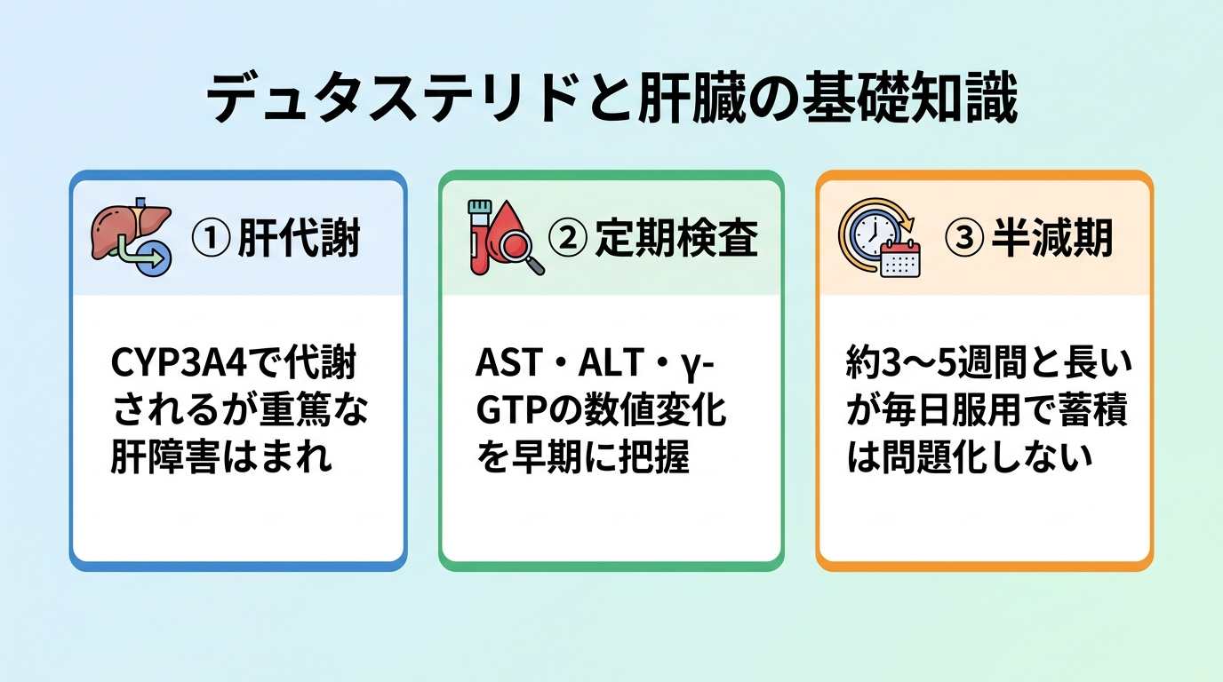 タイトル: デュタステリドと肝臓の基礎知識。横並び3カードで: カード1(肝臓のアイコン)ヘッダー: 肝代謝、説明: CYP3A4で代謝されるが重篤な肝障害はまれ。カード2(血液検査のアイコン)ヘッダー: 定期検査、説明: AST・ALT・γ-GTPの数値変化を早期に把握。カード3(時計のアイコン)ヘッダー: 半減期、説明: 約3〜5週間と長いが毎日服用で蓄積は問題化しない