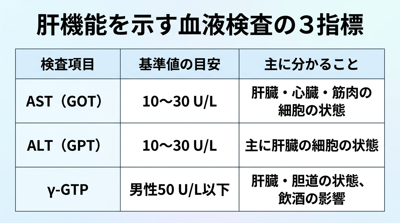 タイトル: 肝機能を示す血液検査の3指標。3列の表: ヘッダー行: 検査項目 | 基準値の目安 | 主に分かること。行1: AST(GOT) | 10〜30 U/L | 肝臓・心臓・筋肉の細胞の状態。行2: ALT(GPT) | 10〜30 U/L | 主に肝臓の細胞の状態。行3: γ-GTP | 男性50 U/L以下 | 肝臓・胆道の状態、飲酒の影響