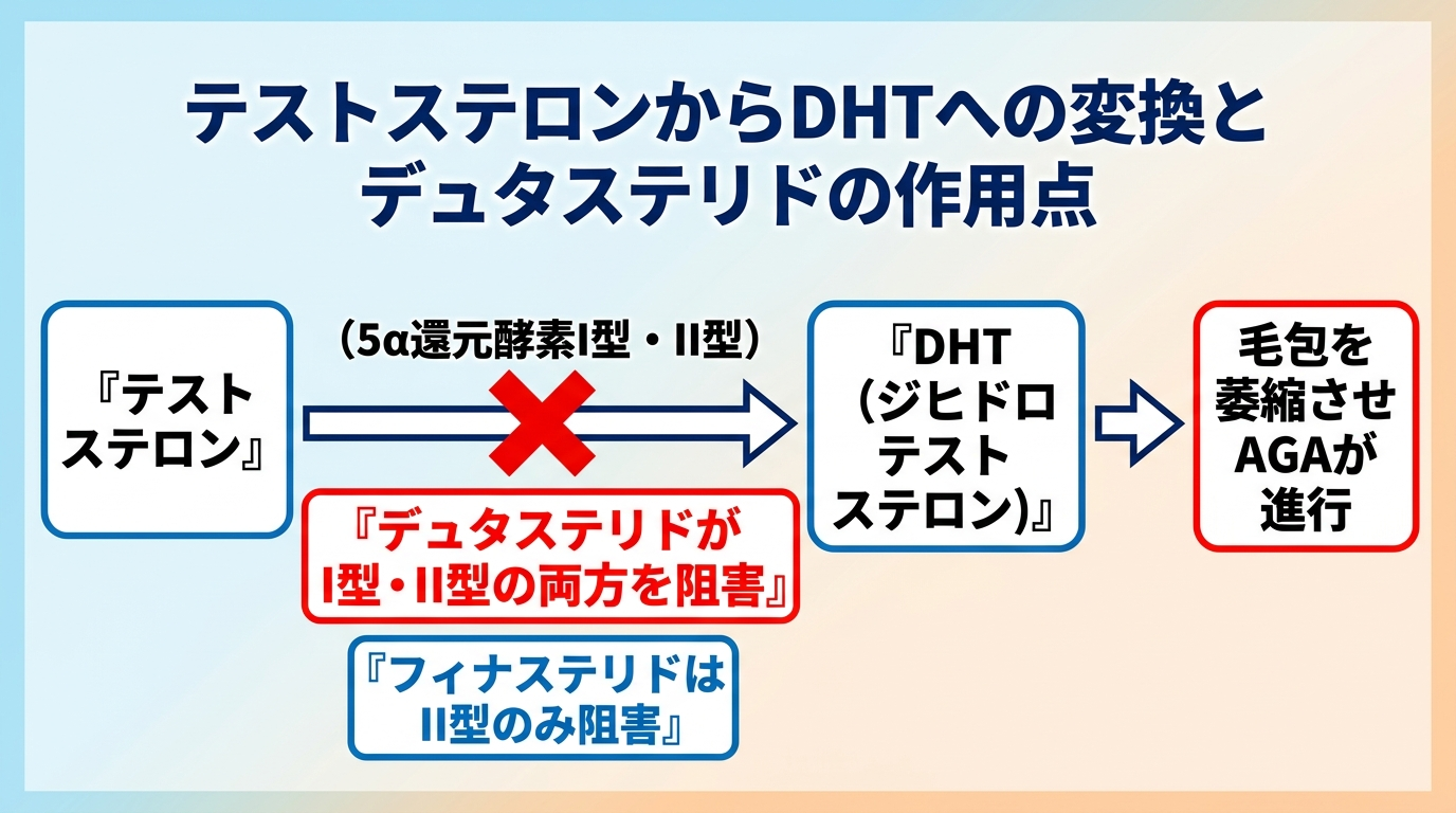 タイトル: テストステロンからDHTへの変換とデュタステリドの作用点。フロー図: 左から『テストステロン』→(5α還元酵素I型・II型)→『DHT(ジヒドロテストステロン)』→『毛包を萎縮させAGAが進行』。フロー中央の5α還元酵素のところに赤いブロックマークと『デュタステリドがI型・II型の両方を阻害』、その下に『フィナステリドはII型のみ阻害』と注記。