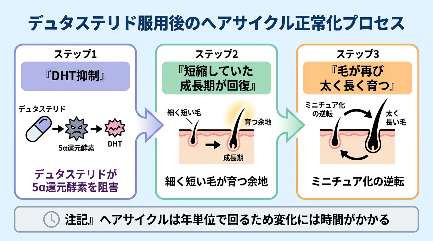 タイトル: デュタステリド服用後のヘアサイクル正常化プロセス。フロー図3ステップ: ステップ1『DHT抑制』(デュタステリドが5α還元酵素を阻害)→ステップ2『短縮していた成長期が回復』(細く短い毛が育つ余地)→ステップ3『毛が再び太く長く育つ』(ミニチュア化の逆転)。下部に注記『ヘアサイクルは年単位で回るため変化には時間がかかる』