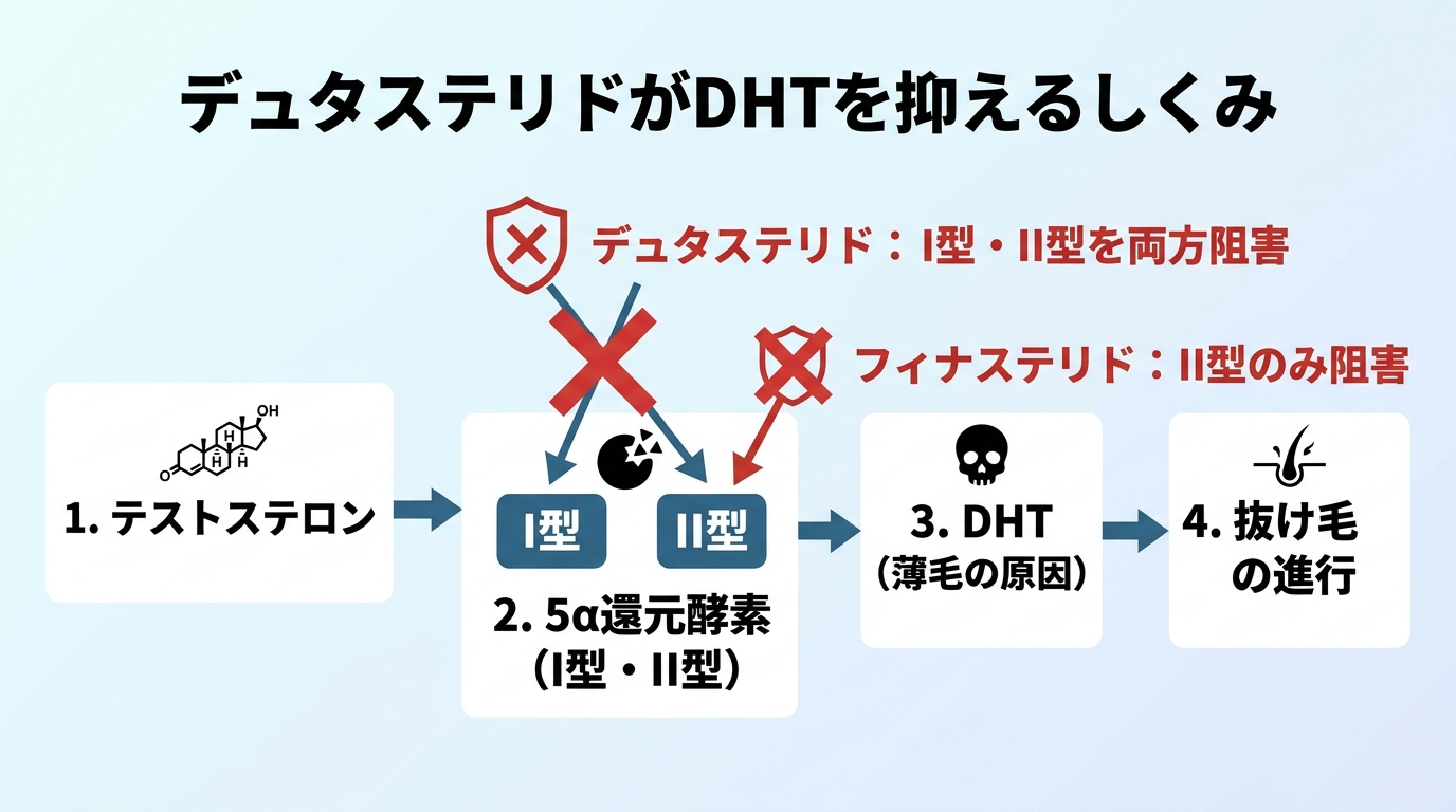 タイトル: デュタステリドがDHTを抑えるしくみ。フロー図: テストステロン → 5α還元酵素(I型・II型)→ DHT(薄毛の原因)→ 抜け毛の進行。デュタステリドがI型・II型の両方をブロックする位置に「デュタステリド: I型・II型を両方阻害」、フィナステリドが「II型のみ阻害」と注記して対比