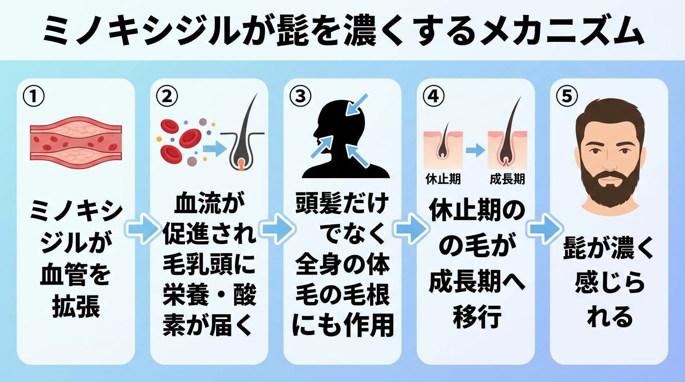 タイトル: ミノキシジルが髭を濃くするメカニズム。フロー図: ①ミノキシジルが血管を拡張 → ②血流が促進され毛乳頭に栄養・酸素が届く → ③頭髪だけでなく全身の体毛の毛根にも作用 → ④休止期の毛が成長期へ移行 → ⑤髭が濃く感じられる。