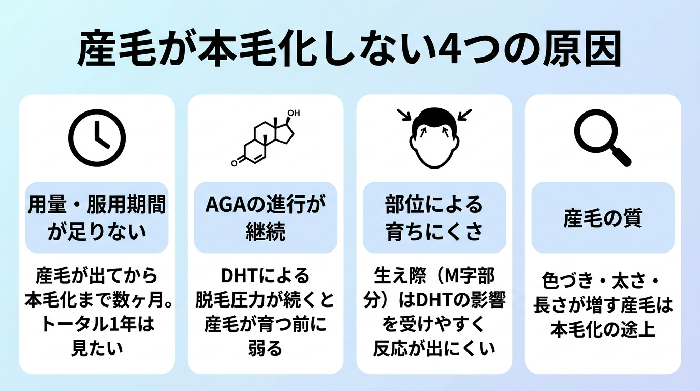 タイトル: 産毛が本毛化しない4つの原因。横並び4カードで: カード1(時計のアイコン)ヘッダー: 用量・服用期間が足りない、説明: 産毛が出てから本毛化まで数ヶ月。トータル1年は見たい。カード2(ホルモンのアイコン)ヘッダー: AGAの進行が継続、説明: DHTによる脱毛圧力が続くと産毛が育つ前に弱る。カード3(頭部の図のアイコン)ヘッダー: 部位による育ちにくさ、説明: 生え際(M字部分)はDHTの影響を受けやすく反応が出にくい。カード4(虫眼鏡のアイコン)ヘッダー: 産毛の質、説明: 色づき・太さ・長さが増す産毛は本毛化の途上