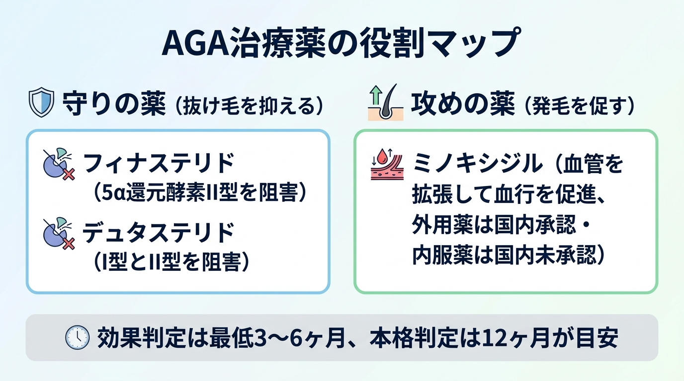 タイトル: AGA治療薬の役割マップ。横並び2グループで: 左グループ『守りの薬(抜け毛を抑える)』にフィナステリド(5α還元酵素II型を阻害)とデュタステリド(I型とII型を阻害)。右グループ『攻めの薬(発毛を促す)』にミノキシジル(血管を拡張して血行を促進、外用薬は国内承認・内服薬は国内未承認)。下部に注記『効果判定は最低3〜6ヶ月、本格判定は12ヶ月が目安』