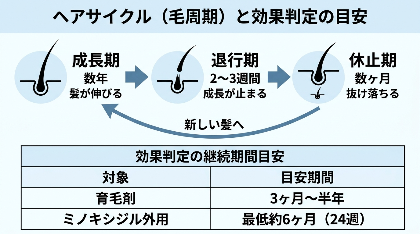 タイトル: ヘアサイクル（毛周期）と効果判定の目安。フロー図: 成長期（数年・髪が伸びる）→ 退行期（2〜3週間・成長が止まる）→ 休止期（数ヶ月・抜け落ちる）→ 新しい髪へ。下部に注記: 育毛剤の効果判定は3ヶ月〜半年、ミノキシジル外用は最低約6ヶ月（24週）の継続が目安