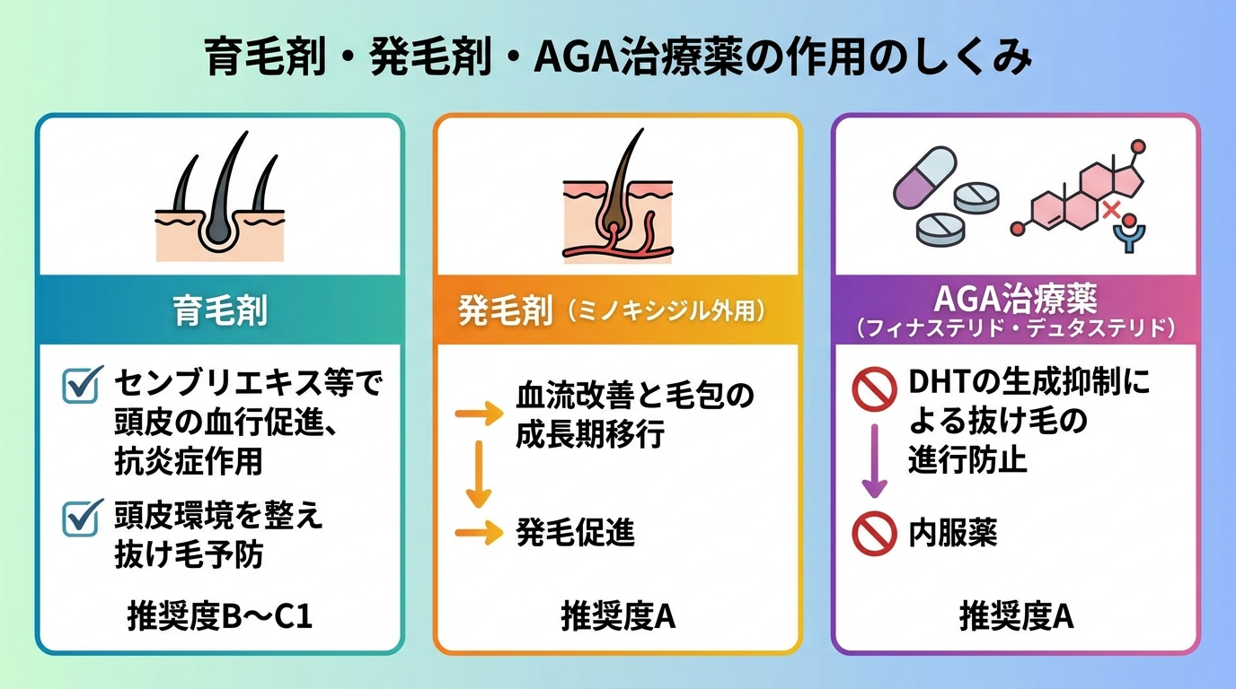 タイトル: 育毛剤・発毛剤・AGA治療薬の作用のしくみ。横並び3カードで: カード1(頭皮のアイコン)ヘッダー: 育毛剤、説明: センブリエキス等で頭皮の血行を促し炎症を抑える。頭皮環境を整えて抜け毛を防ぐ。推奨度B〜C1。カード2(毛根のアイコン)ヘッダー: 発毛剤(ミノキシジル外用)、説明: 血流を改善し毛包を成長期へ導いて発毛を促す。推奨度A。カード3(錠剤のアイコン)ヘッダー: AGA治療薬(フィナステリド・デュタステリド)、説明: DHTの生成を抑え抜け毛の進行を止める内服薬。推奨度A。