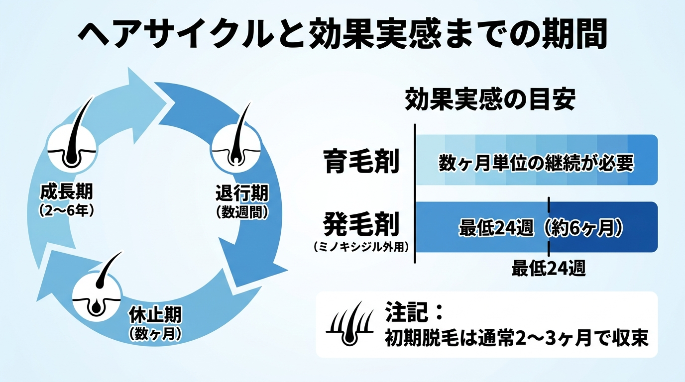 タイトル: ヘアサイクルと効果実感までの期間。円環図でヘアサイクル3段階を表示: 成長期（2〜6年）→退行期（数週間）→休止期（数ヶ月）。横に効果実感の目安を帯グラフ: 育毛剤=数ヶ月単位の継続が必要、発毛剤（ミノキシジル外用）=最低24週（約6ヶ月）。注記: 初期脱毛は通常2〜3ヶ月で収束